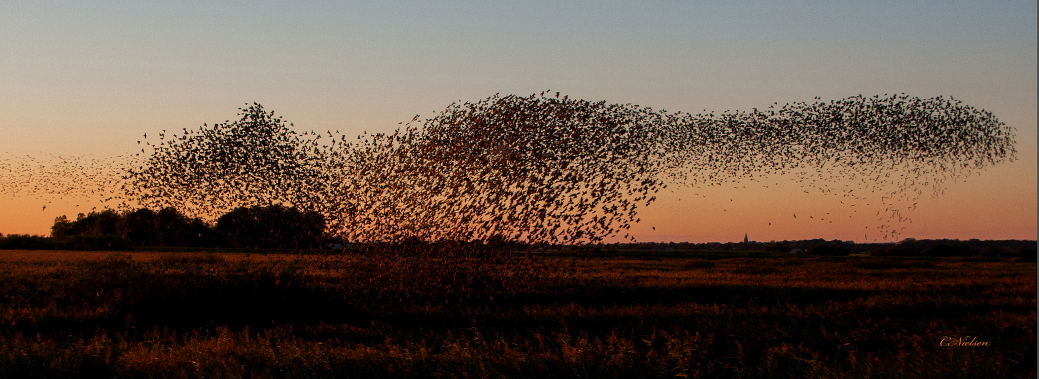 Canon EOS 40D sample photo. Dance of the starling photography