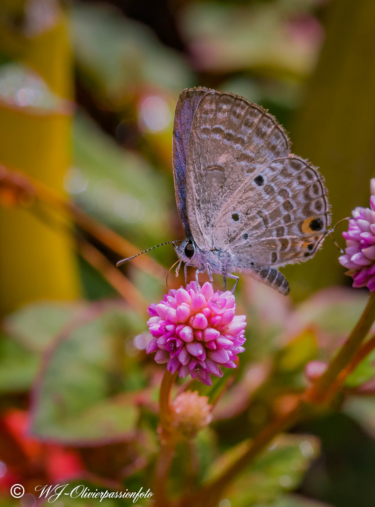 Sigma 105mm F2.8 EX DG OS HSM sample photo. Papillon photography