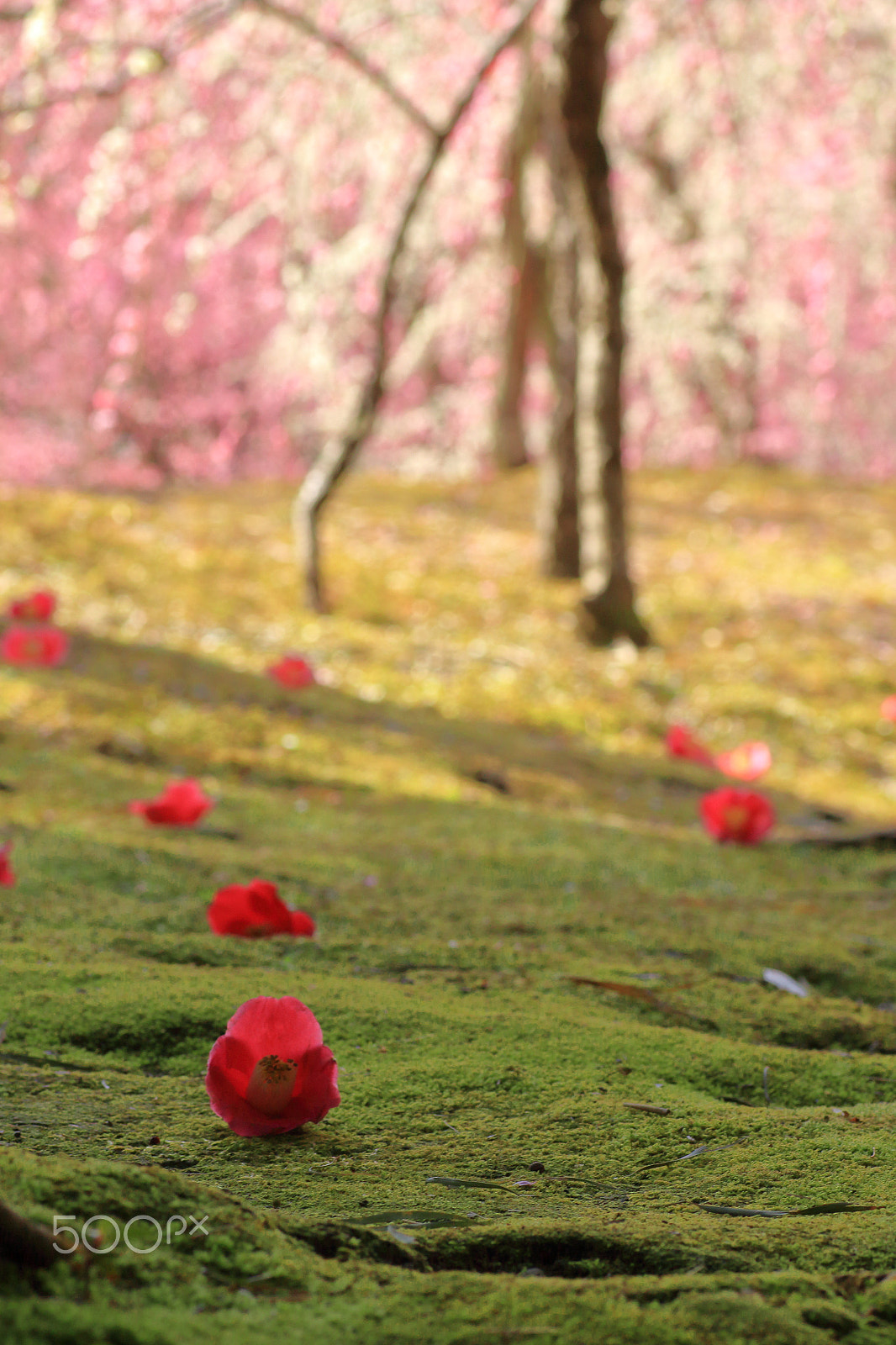 Canon EOS 100D (EOS Rebel SL1 / EOS Kiss X7) sample photo. Fallen camellia photography