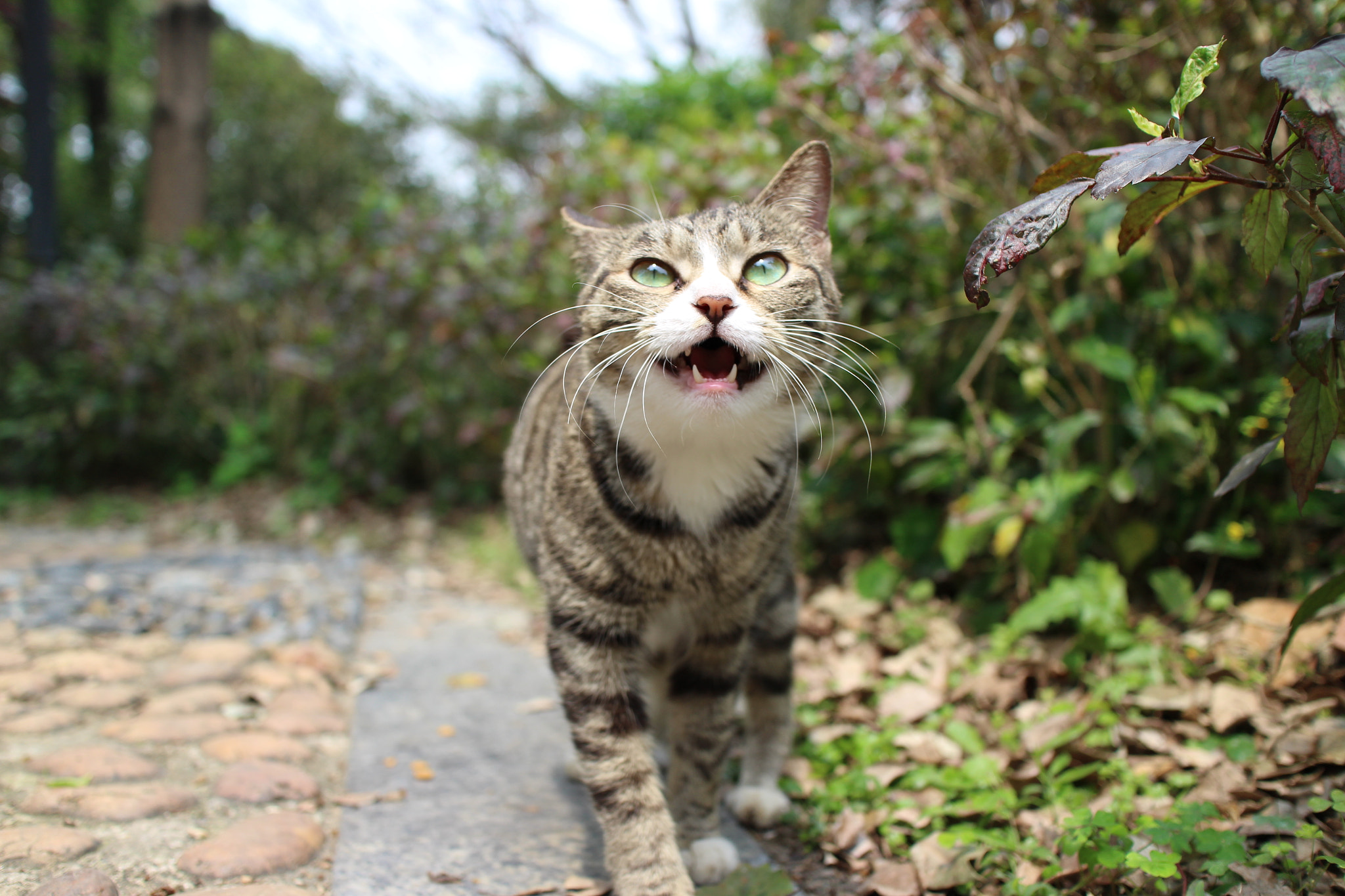 Canon EOS M2 + Canon EF-M 22mm F2 STM sample photo. Img photography