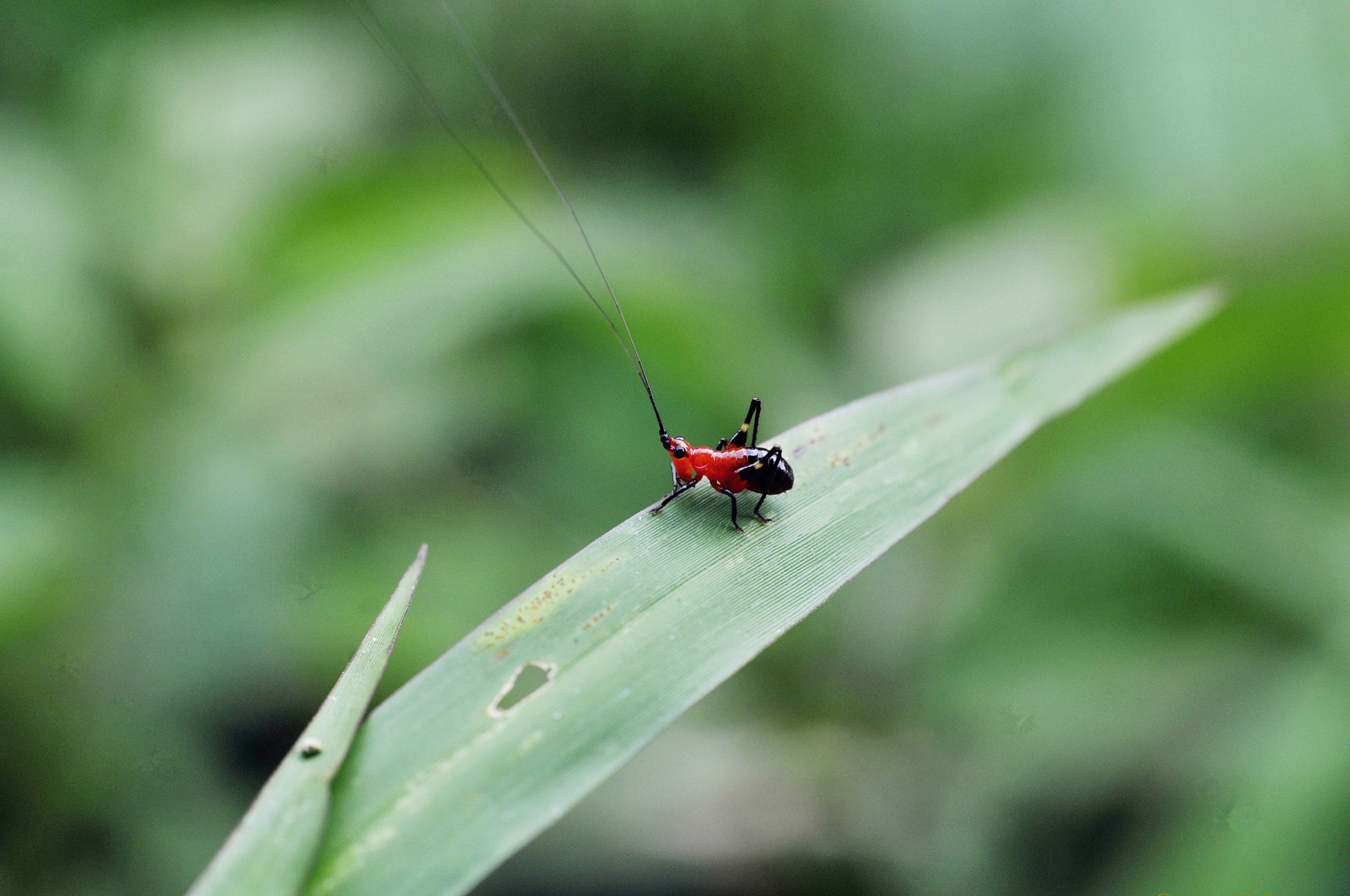 Nikon D300 + Nikon AF Nikkor 50mm F1.8D sample photo. Little cute cricket photography