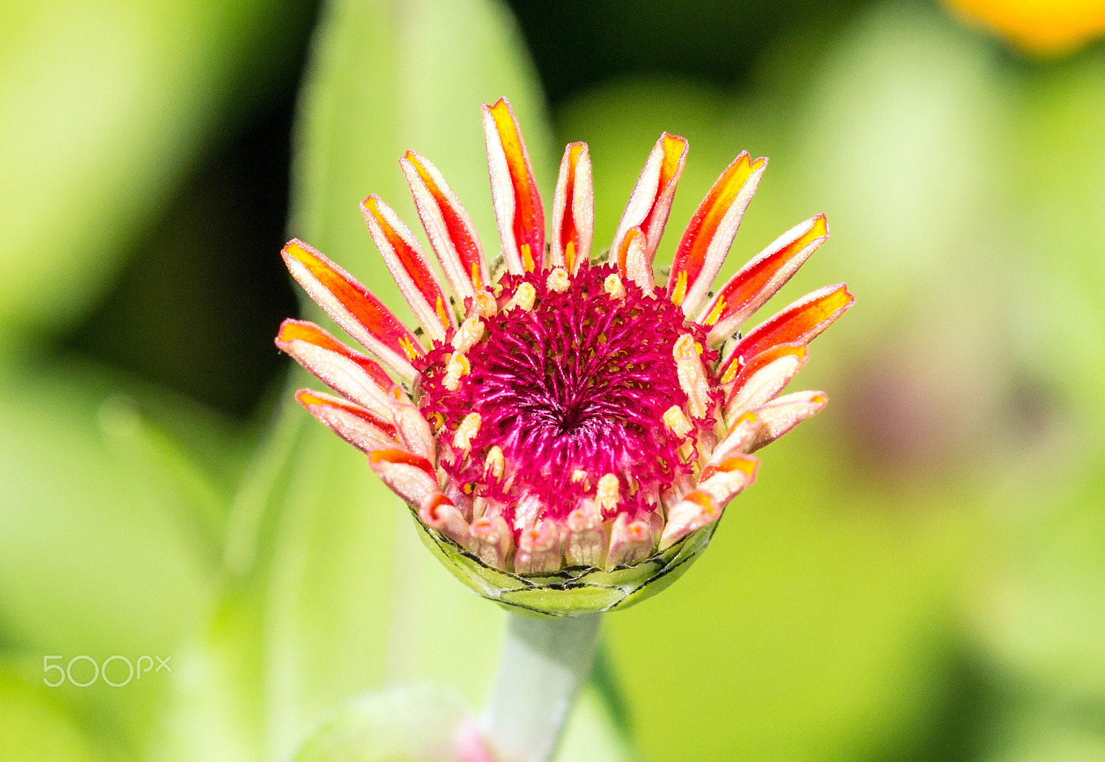 Canon EOS 60D sample photo. Zowie yellow flame flower bud photography