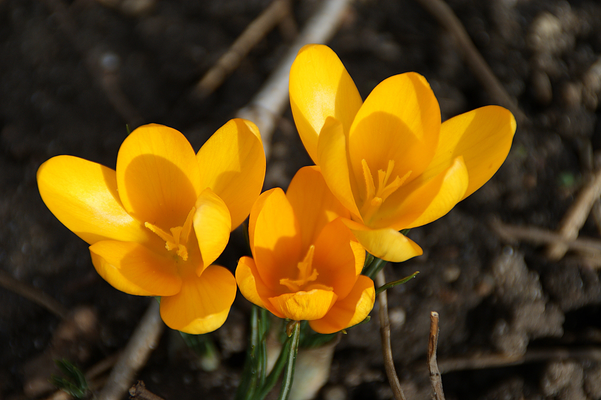 Sony DT 18-200mm F3.5-6.3 sample photo