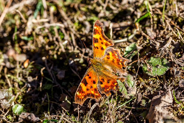 Canon EF 100mm F2.8L Macro IS USM sample photo. Beautiful, the first butterfly of the year photography