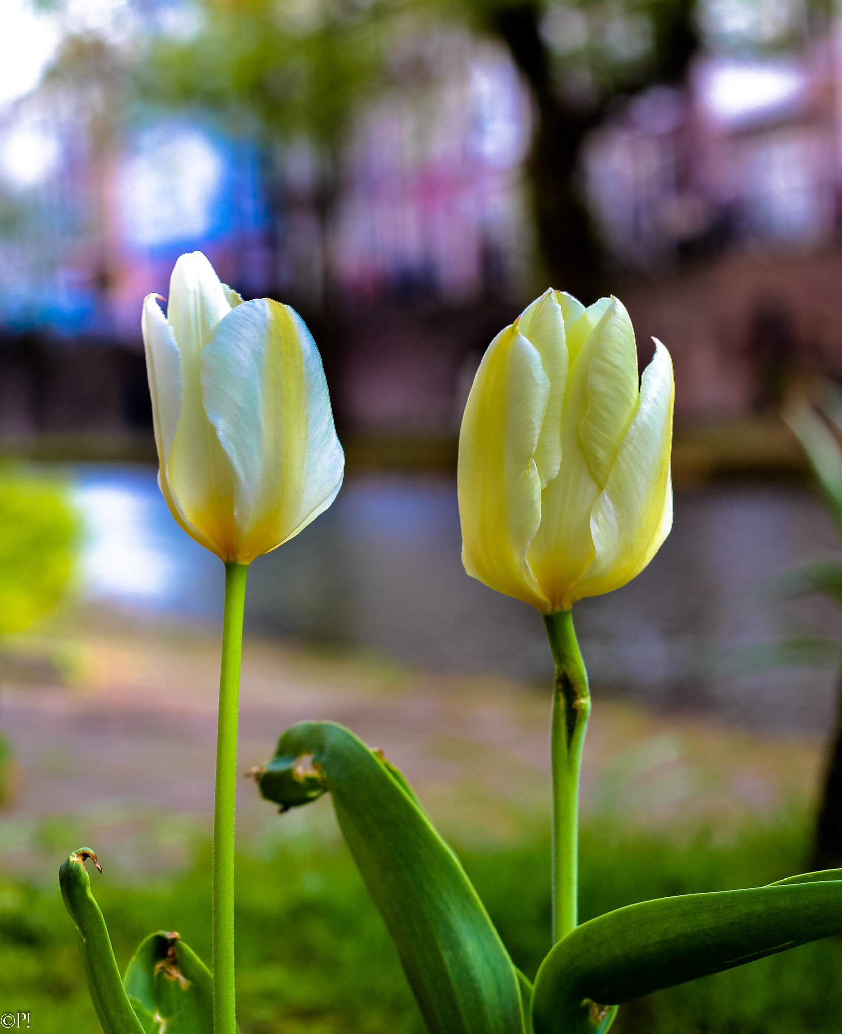 Canon EF 50mm F1.8 II sample photo. Tulips in utrecht photography