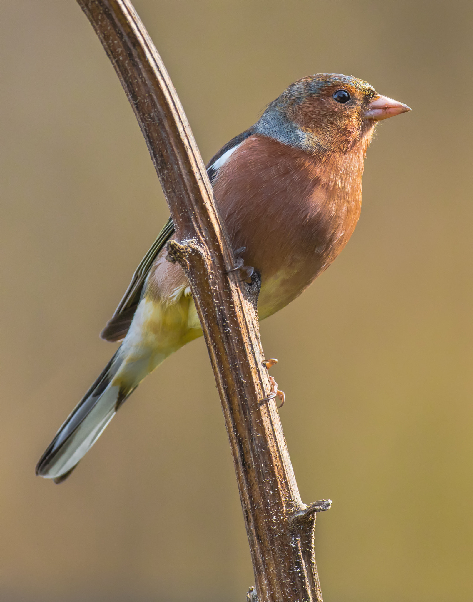 Canon EOS 5DS R + Canon EF 500mm F4L IS USM sample photo. Chaffinch photography
