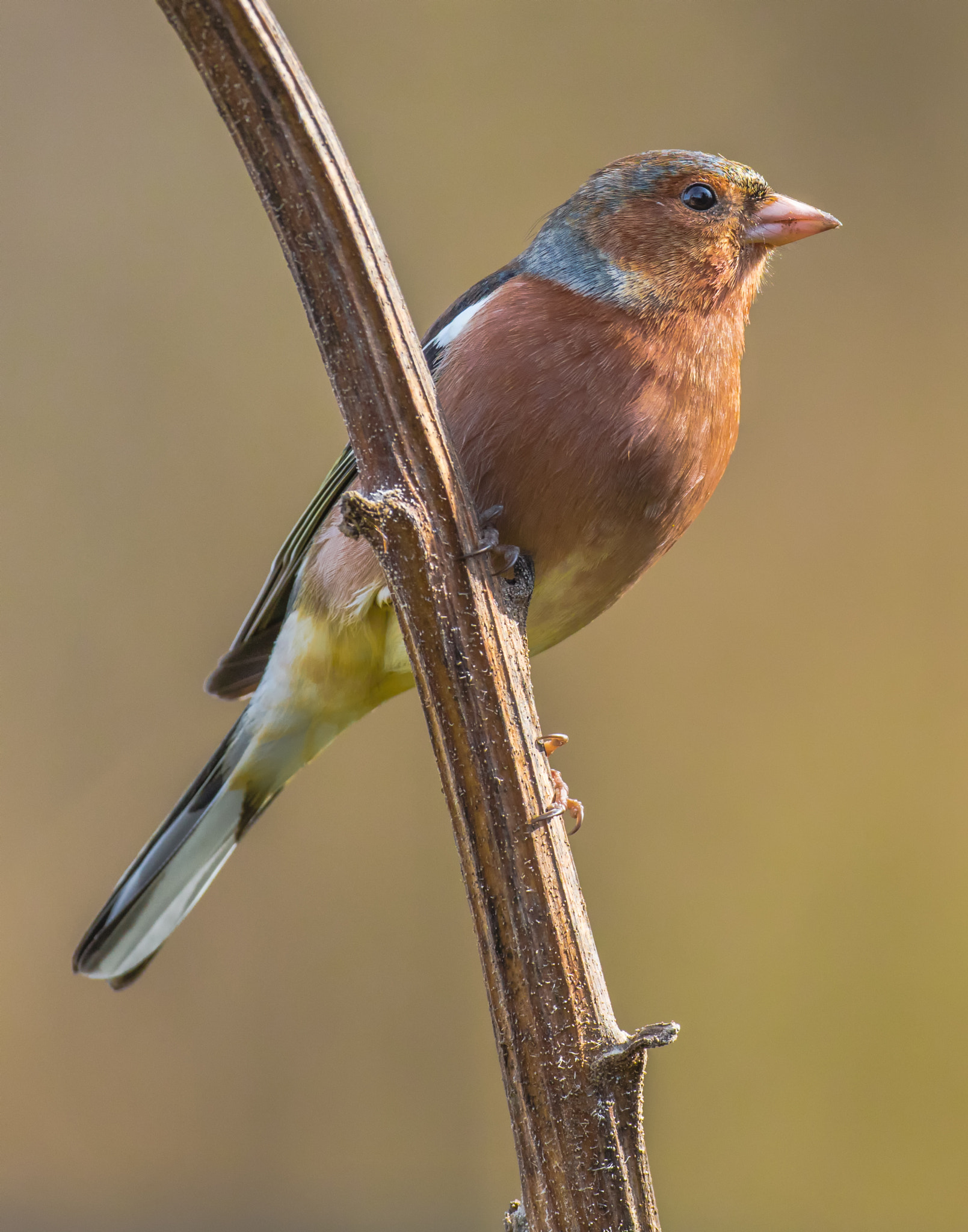 Canon EF 500mm F4L IS USM sample photo. Chaffinch photography