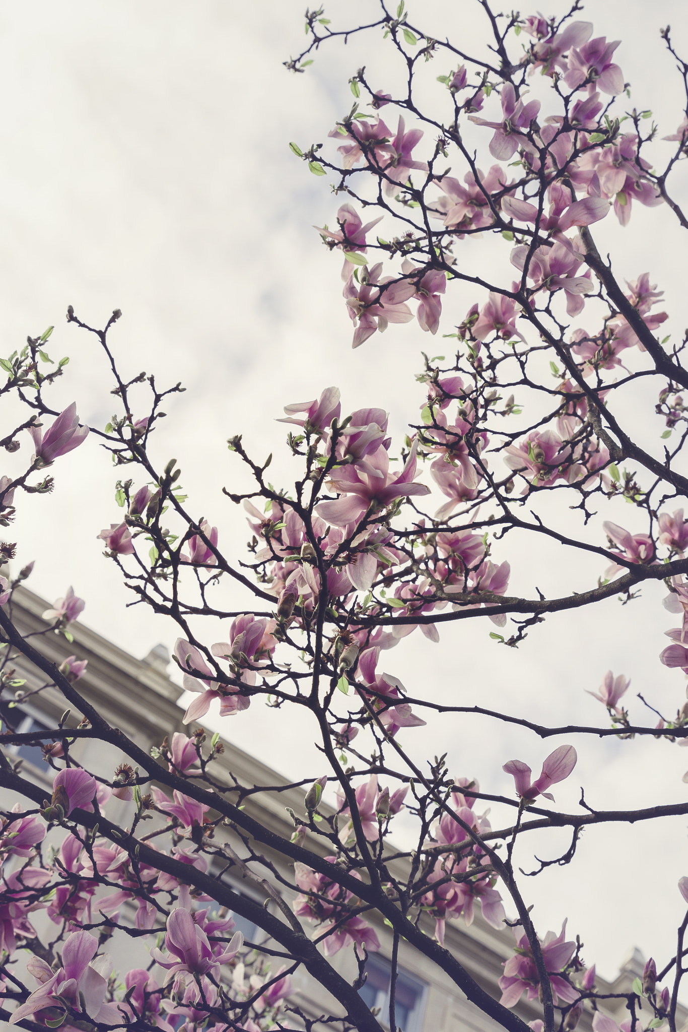 Canon EF 24-70mm F2.8L II USM sample photo. Magnolio photography