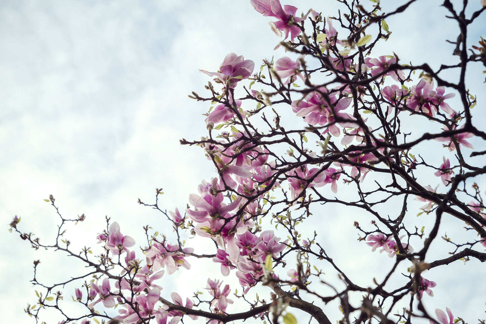 Canon EF 24-70mm F2.8L II USM sample photo. Magnolio photography