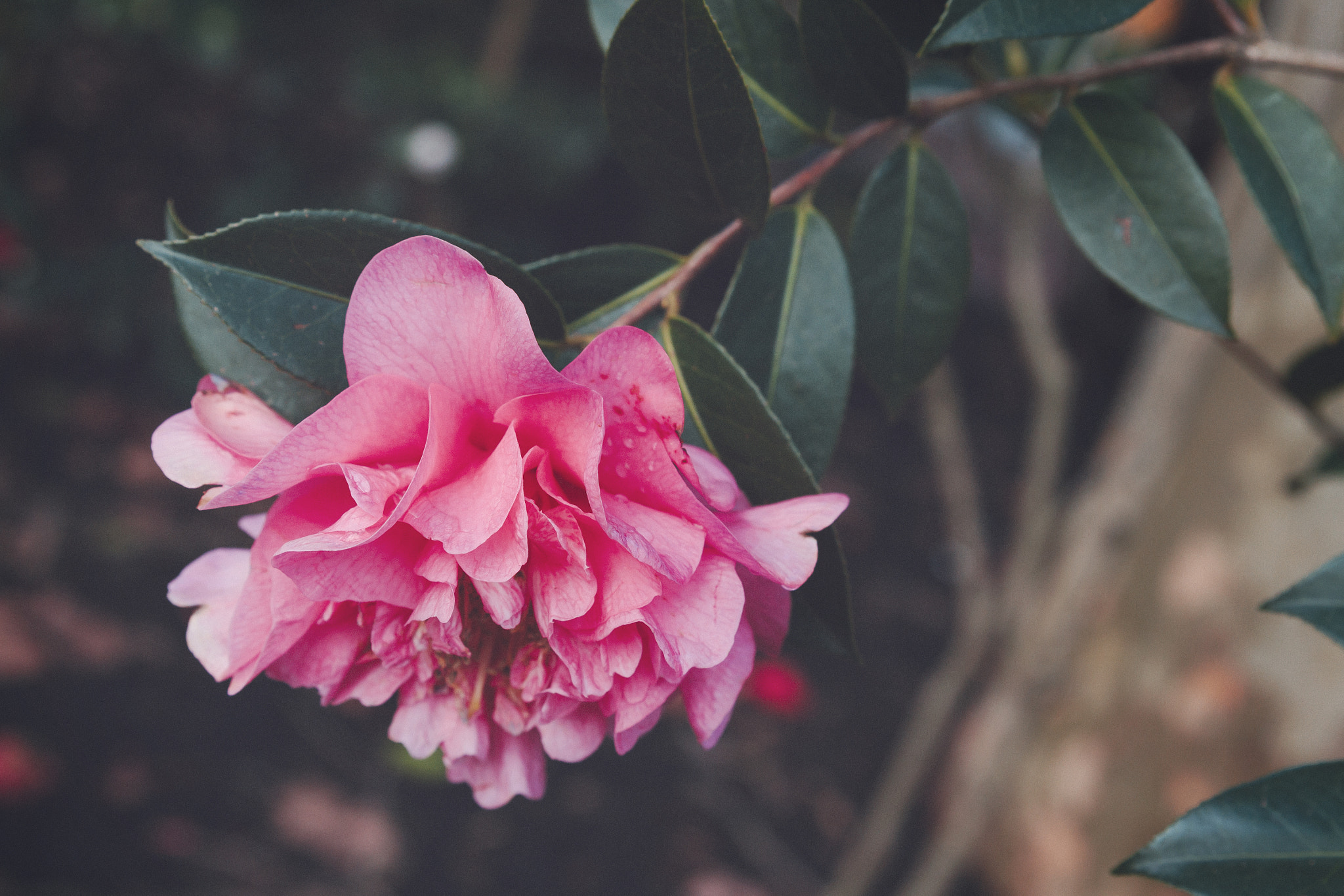 Canon EF 24-70mm F2.8L II USM sample photo. Rosa photography