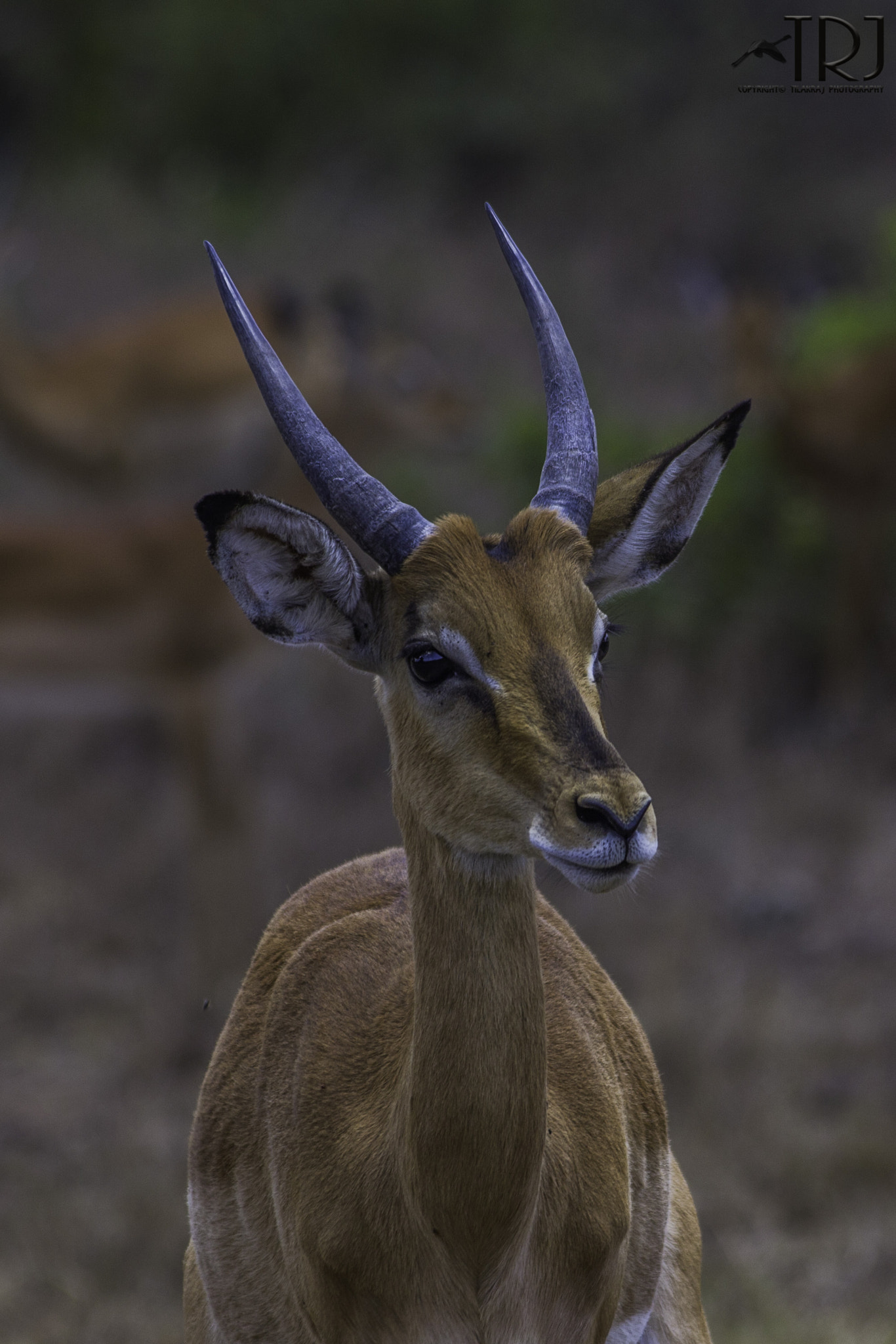 Canon EOS 550D (EOS Rebel T2i / EOS Kiss X4) sample photo. Simple & beautiful ~ impala photography
