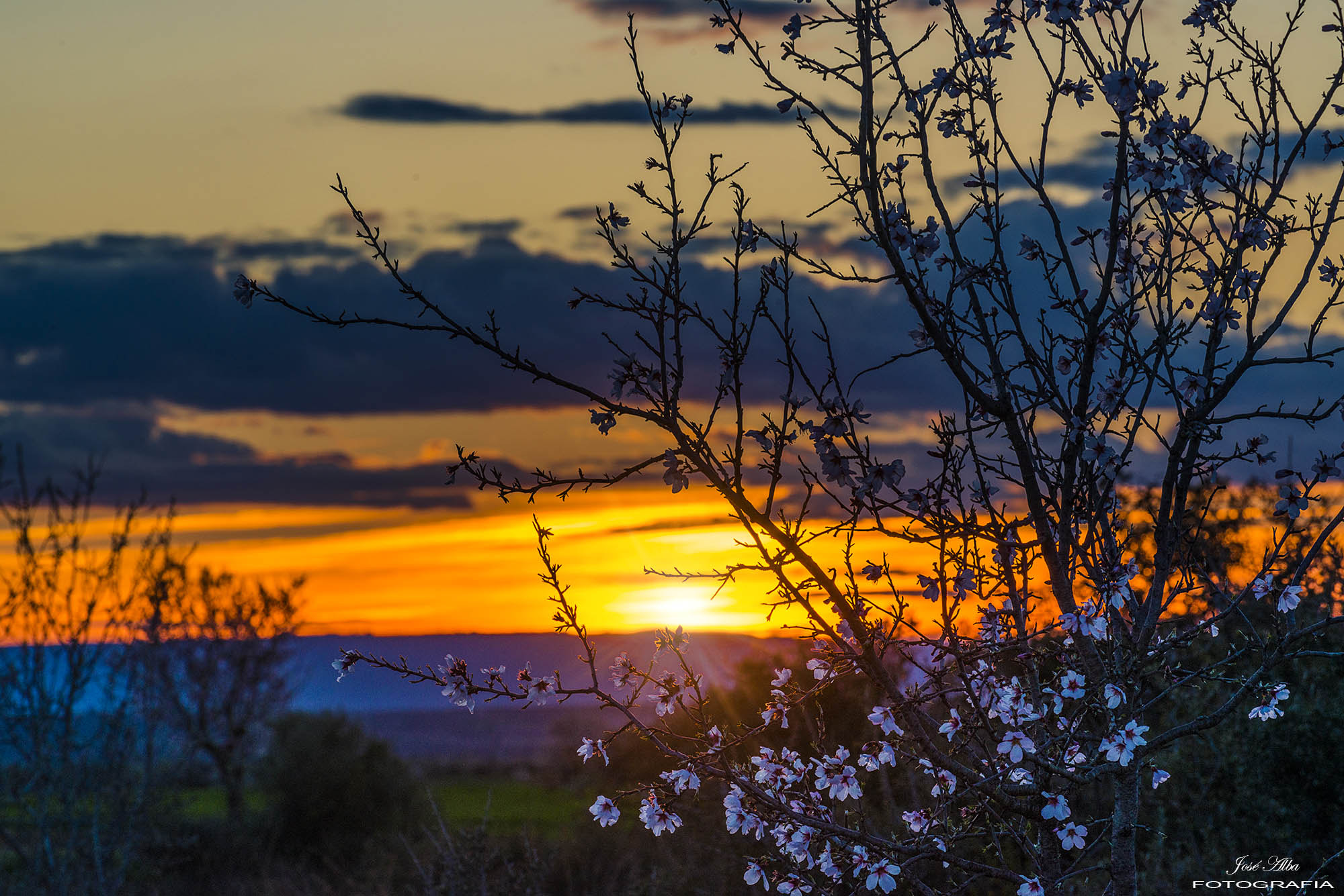 Nikon D800 sample photo. Flores a la tardecer photography