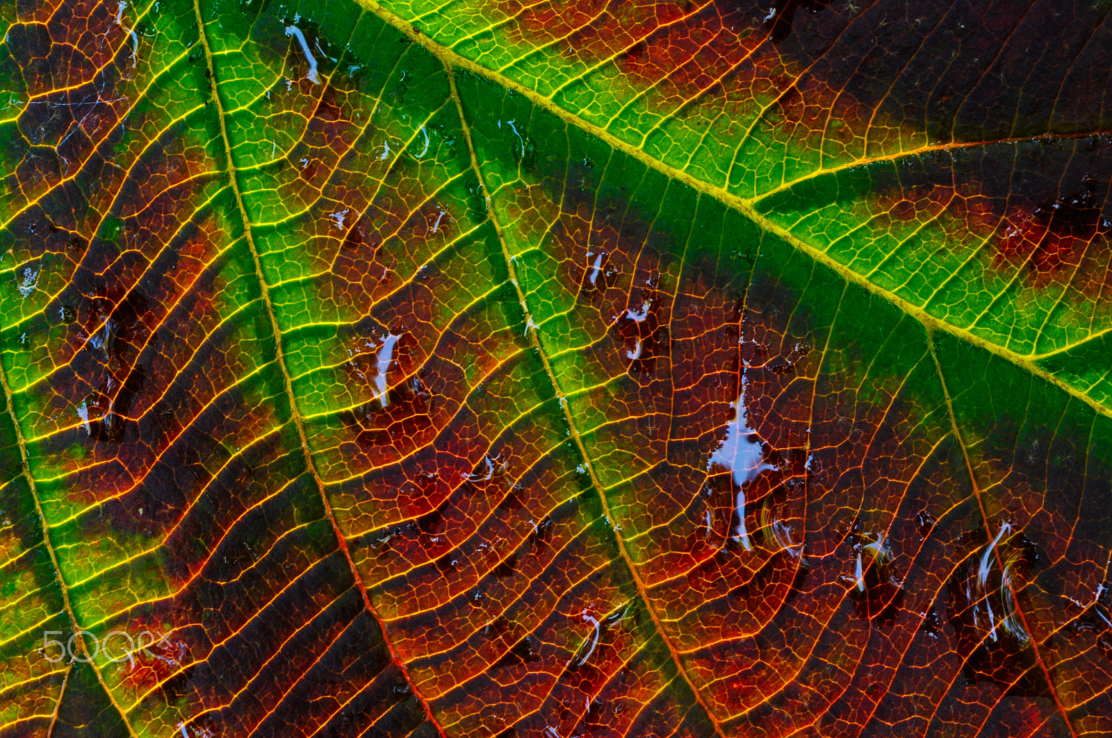 AF Zoom-Nikkor 75-300mm f/4.5-5.6 sample photo. Leaf detail photography