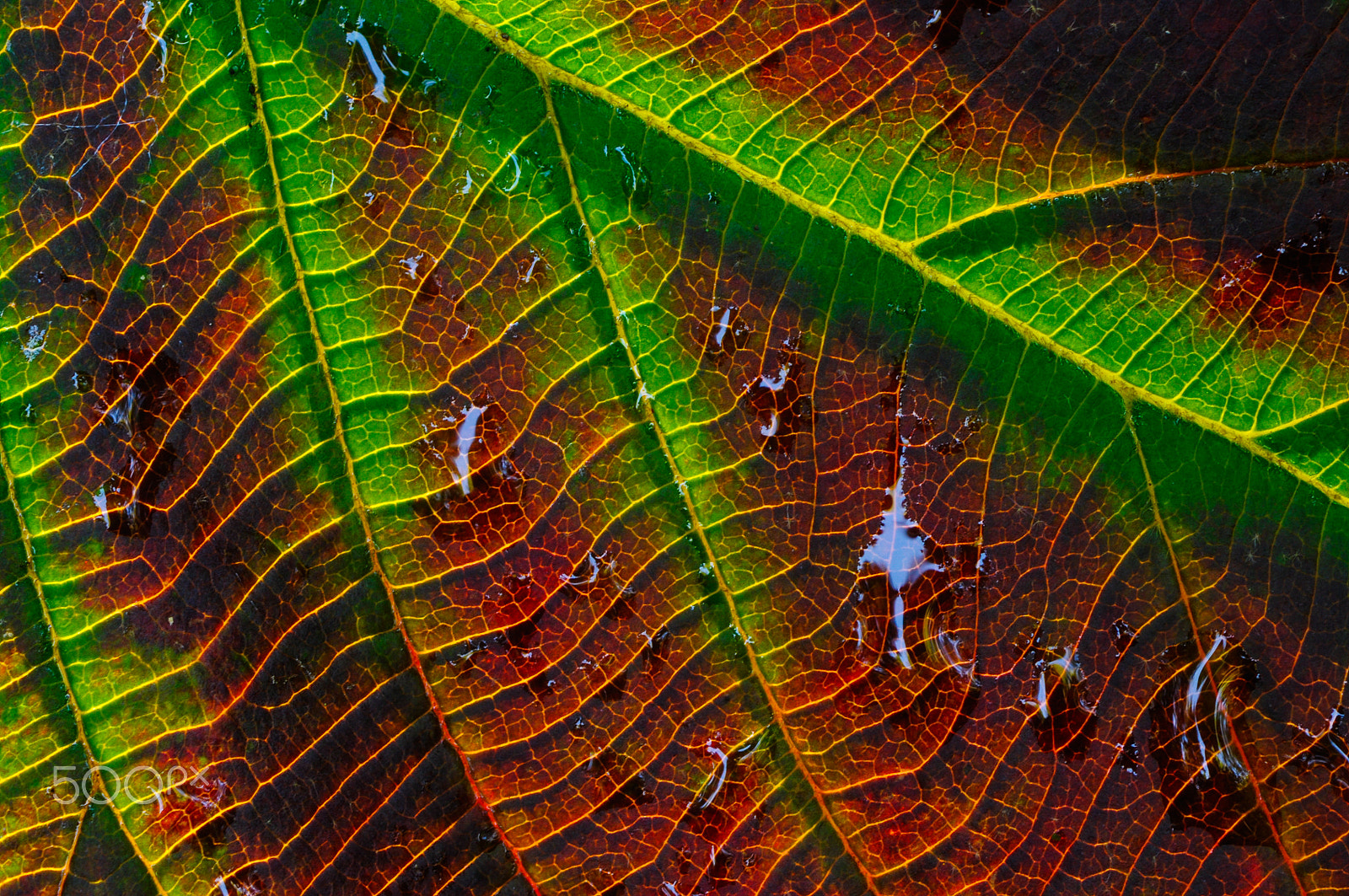 Nikon D90 + AF Zoom-Nikkor 75-300mm f/4.5-5.6 sample photo. Leaf detail photography