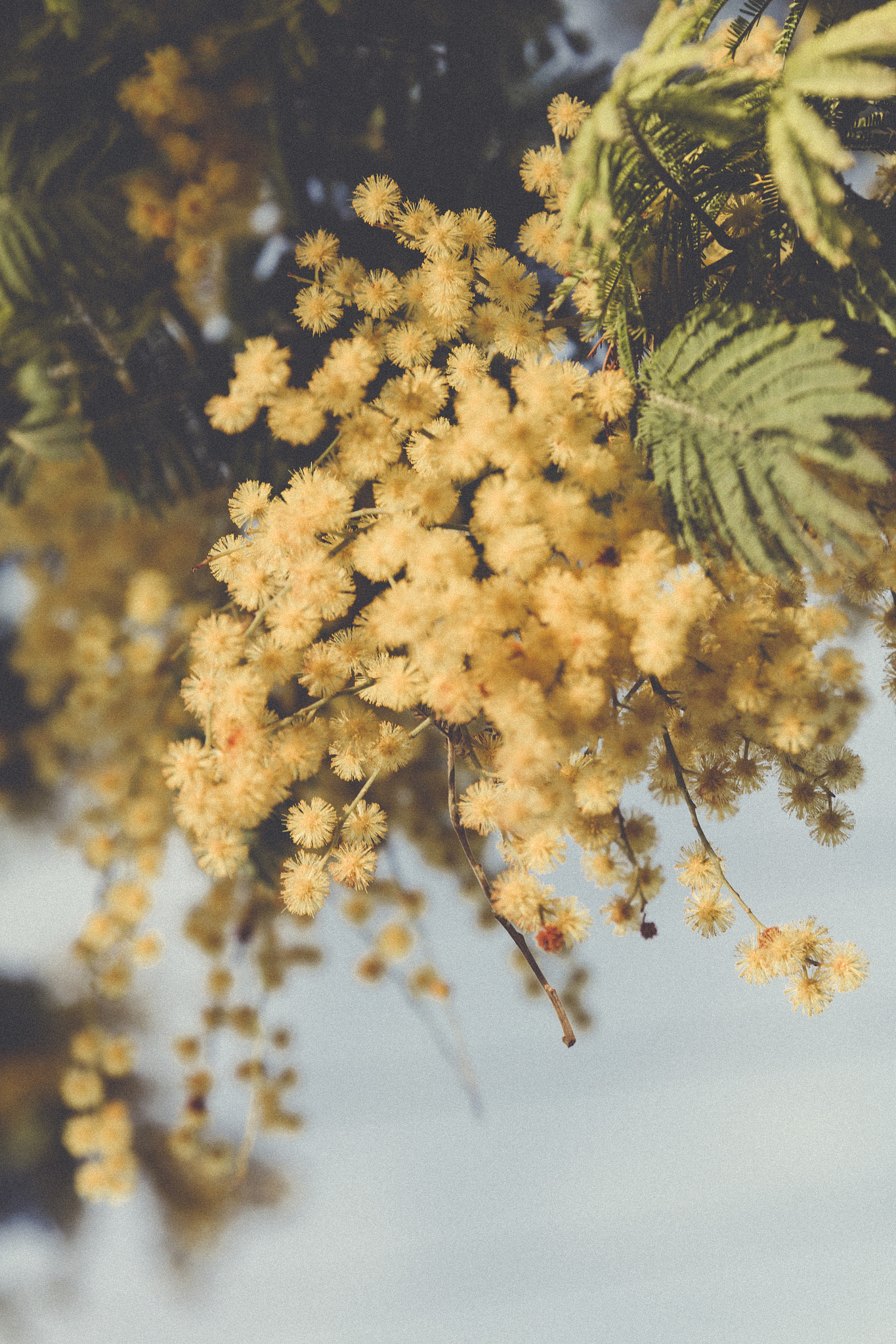 Canon EF 24-70mm F2.8L II USM sample photo. Mimosas photography