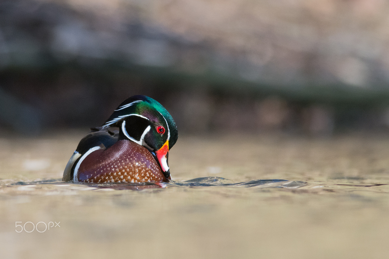Nikon AF-S Nikkor 300mm F4D ED-IF sample photo. A tearful wood duck ~ photography