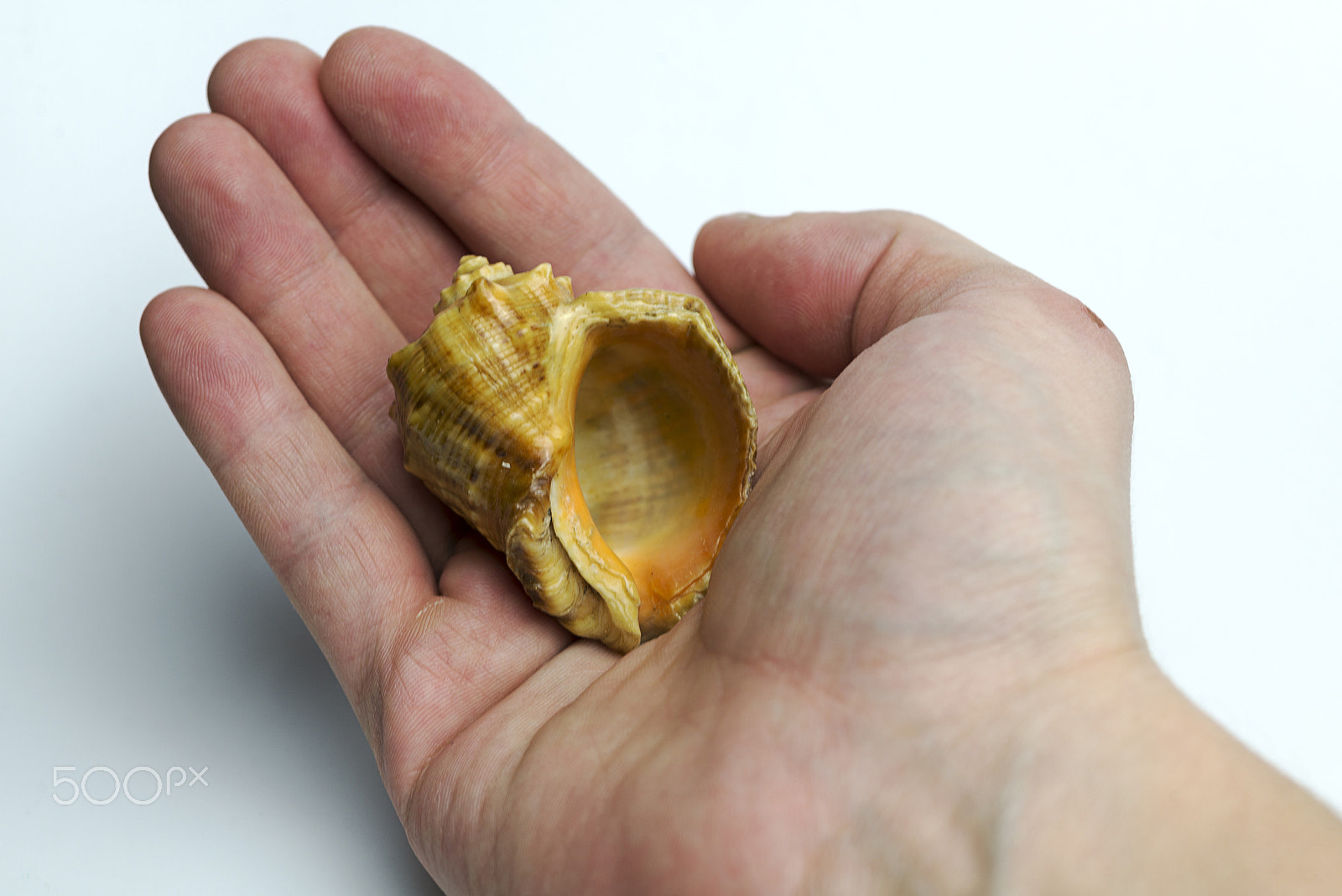 Nikon D600 + Nikon AF Micro-Nikkor 60mm F2.8D sample photo. Hand on a white background holding a shell. photography