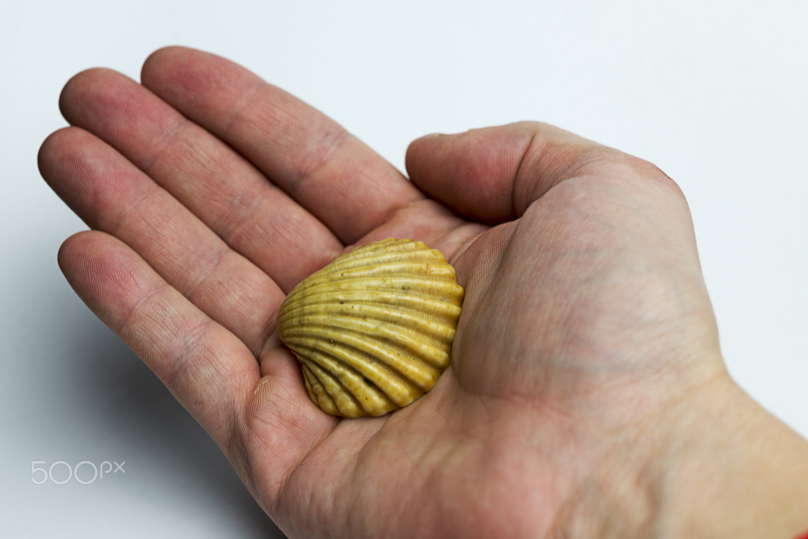 Nikon D600 + Nikon AF Micro-Nikkor 60mm F2.8D sample photo. Hand on a white background holding a shell. photography