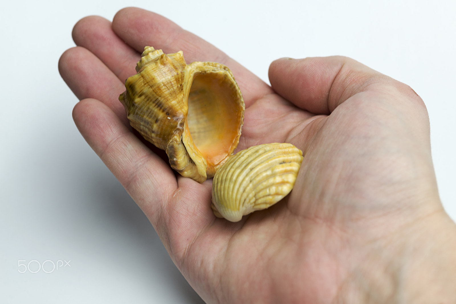 Nikon D600 + Nikon AF Micro-Nikkor 60mm F2.8D sample photo. Hand on a white background holding a shell. photography