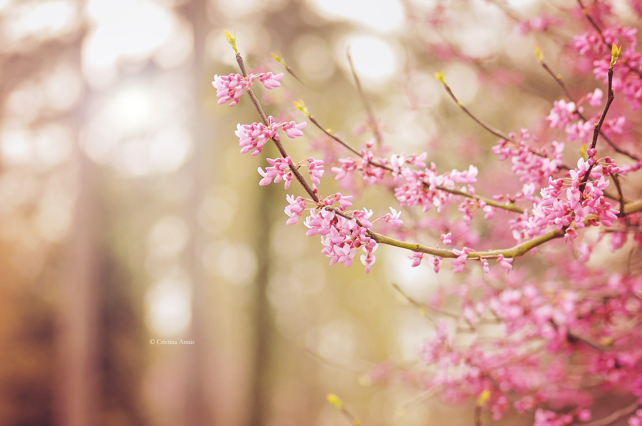 Sigma 70-300mm F4-5.6 APO DG Macro sample photo. Spring photography