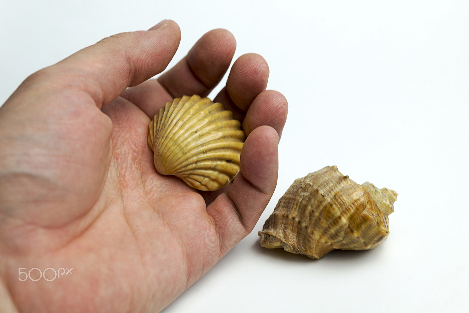 Nikon D600 + Nikon AF Micro-Nikkor 60mm F2.8D sample photo. Hand on a white background holding a shell. photography
