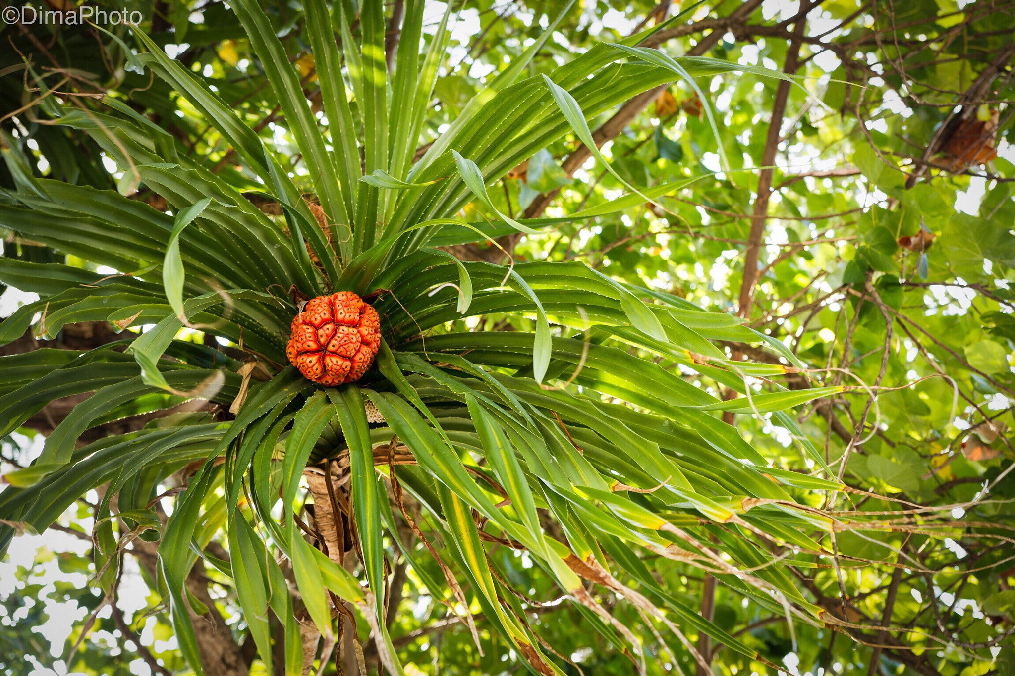 Sigma 18-35mm f/1.8 DC HSM sample photo. Red fruit photography