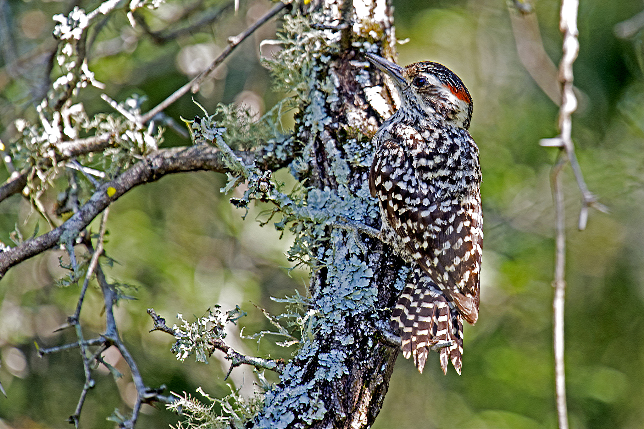 Nikon Nikkor AF-S 300mm F4E PF ED VR sample photo. Checkered woodpecker photography