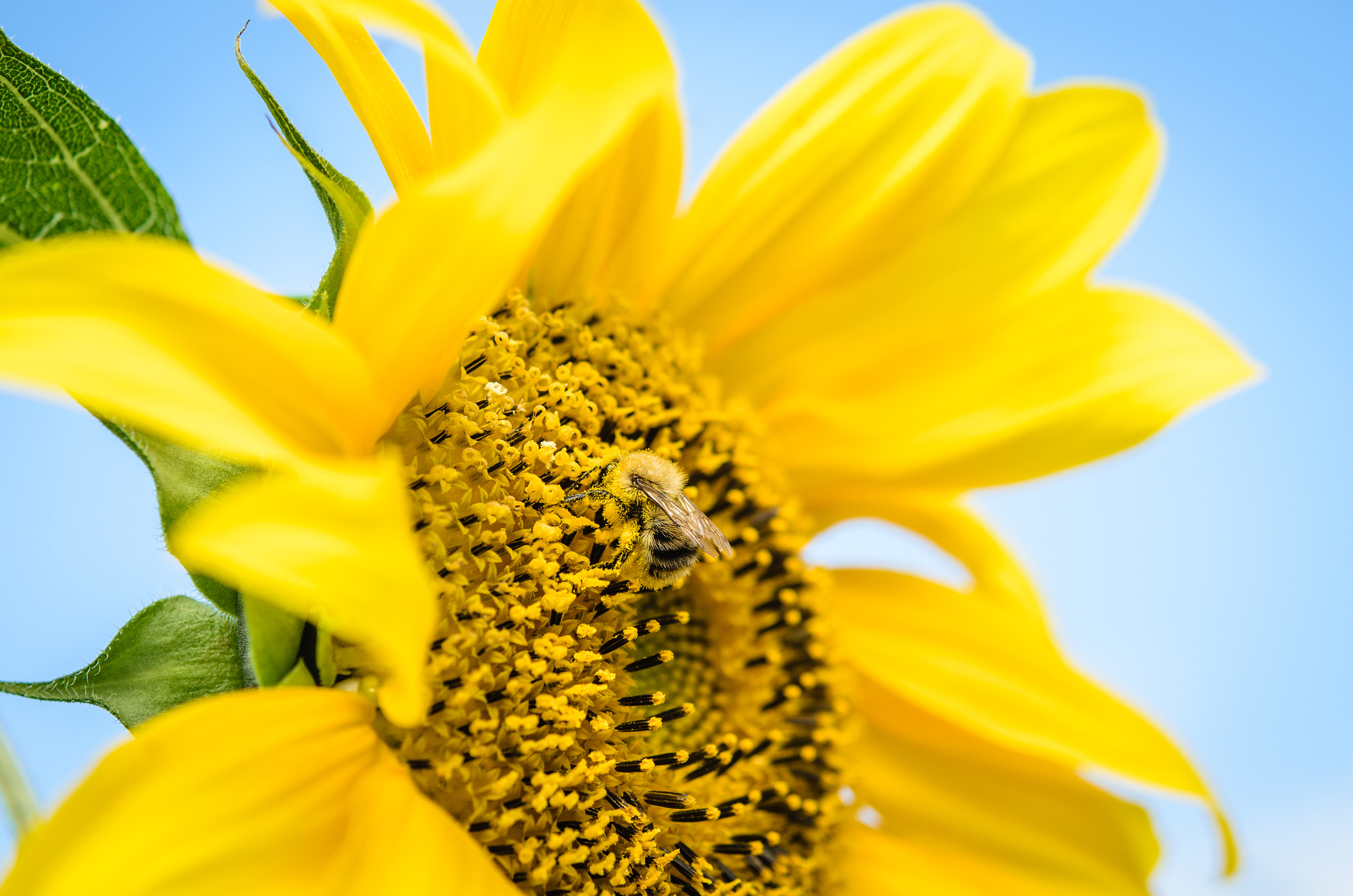 Nikon AF-S Micro-Nikkor 60mm F2.8G ED sample photo. Bumblebee photography