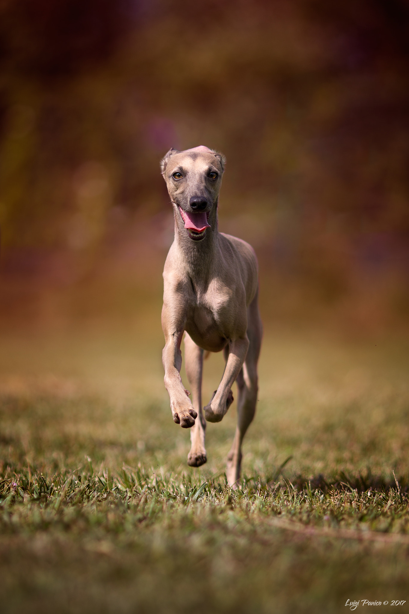 Canon EOS-1D X sample photo. Italian greyhound photography