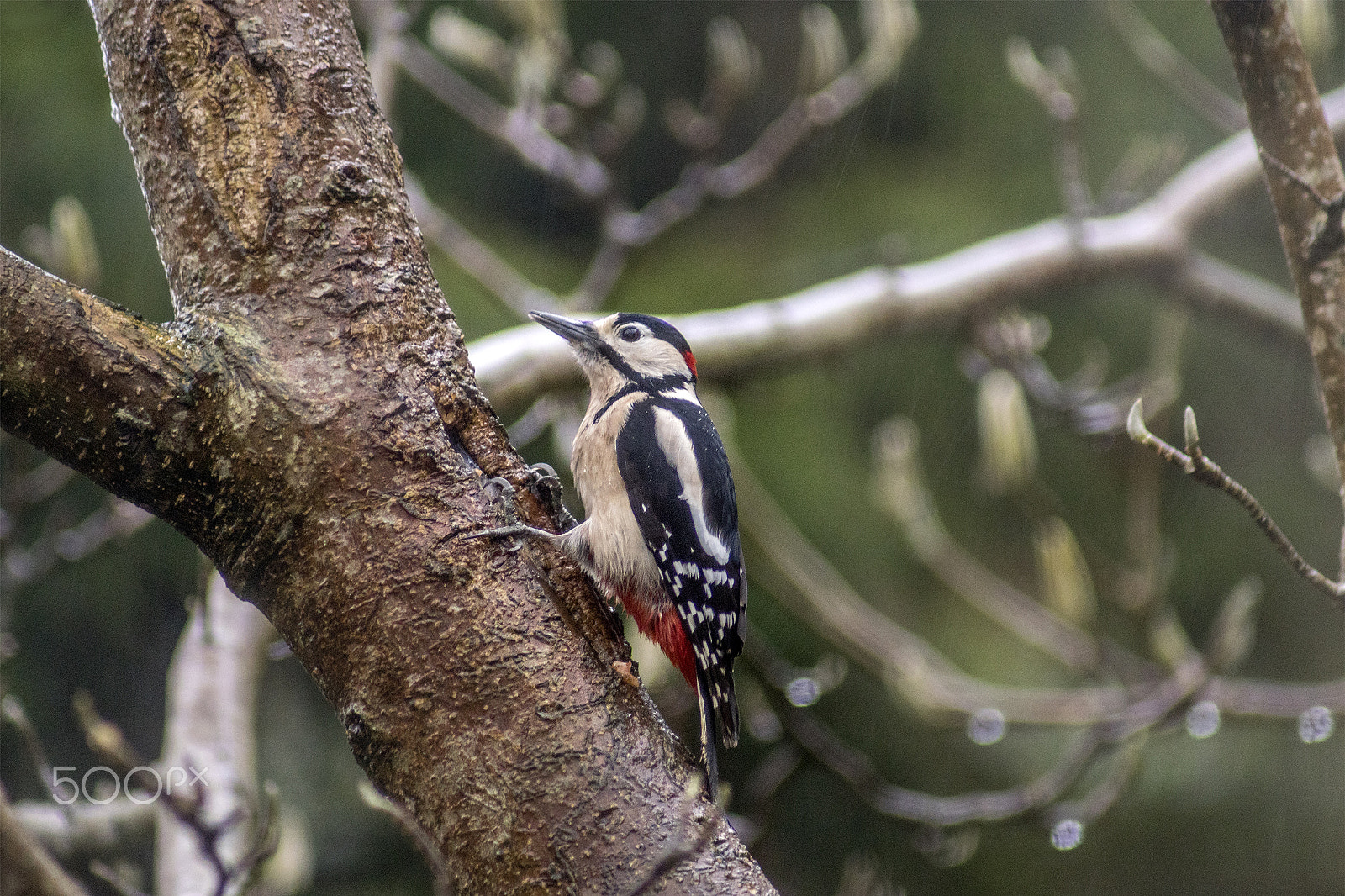 Sony ILCA-77M2 sample photo. Greater spotted woodpecker photography