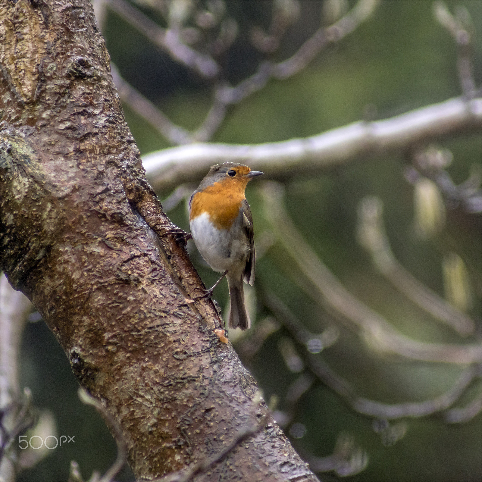 Sony 75-300mm F4.5-5.6 sample photo. Bold robin photography