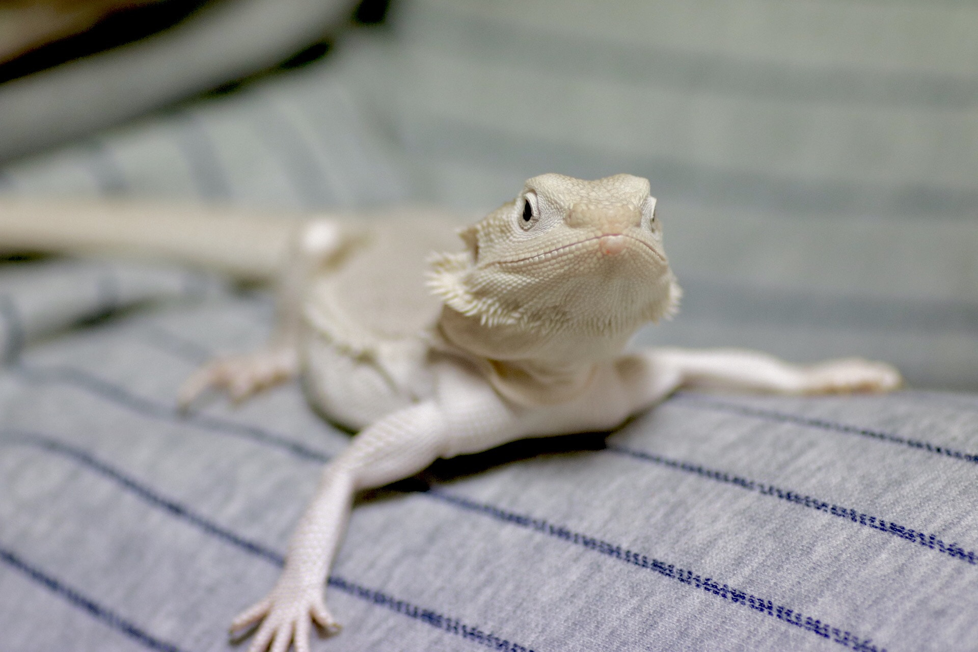 Canon EOS 80D + Tamron SP AF 90mm F2.8 Di Macro sample photo. Bearded dragon photography