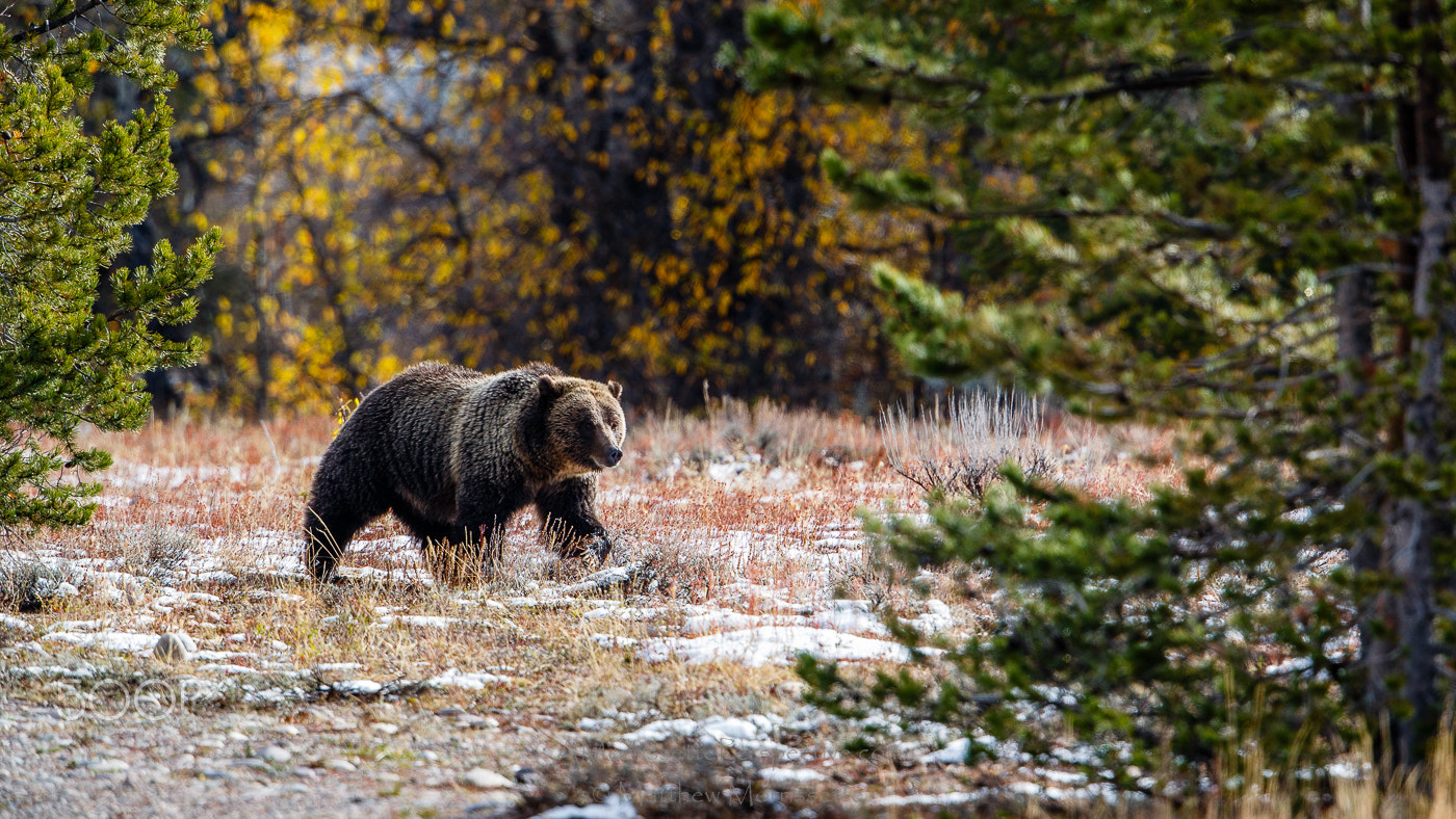 Canon EF 500mm F4L IS II USM sample photo. Autumn forage photography