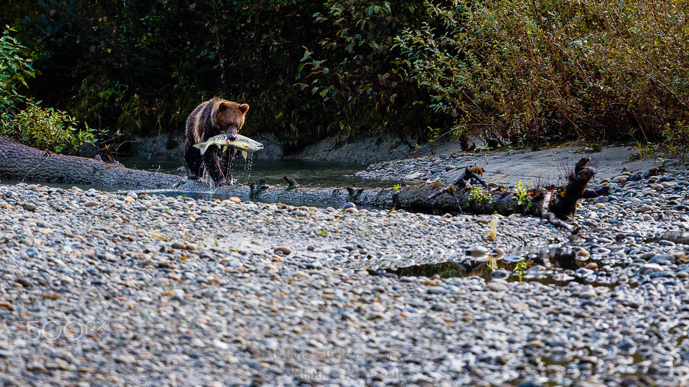 Canon EOS-1D X Mark II + Canon EF 500mm F4L IS II USM sample photo. Grizzly balancing act photography