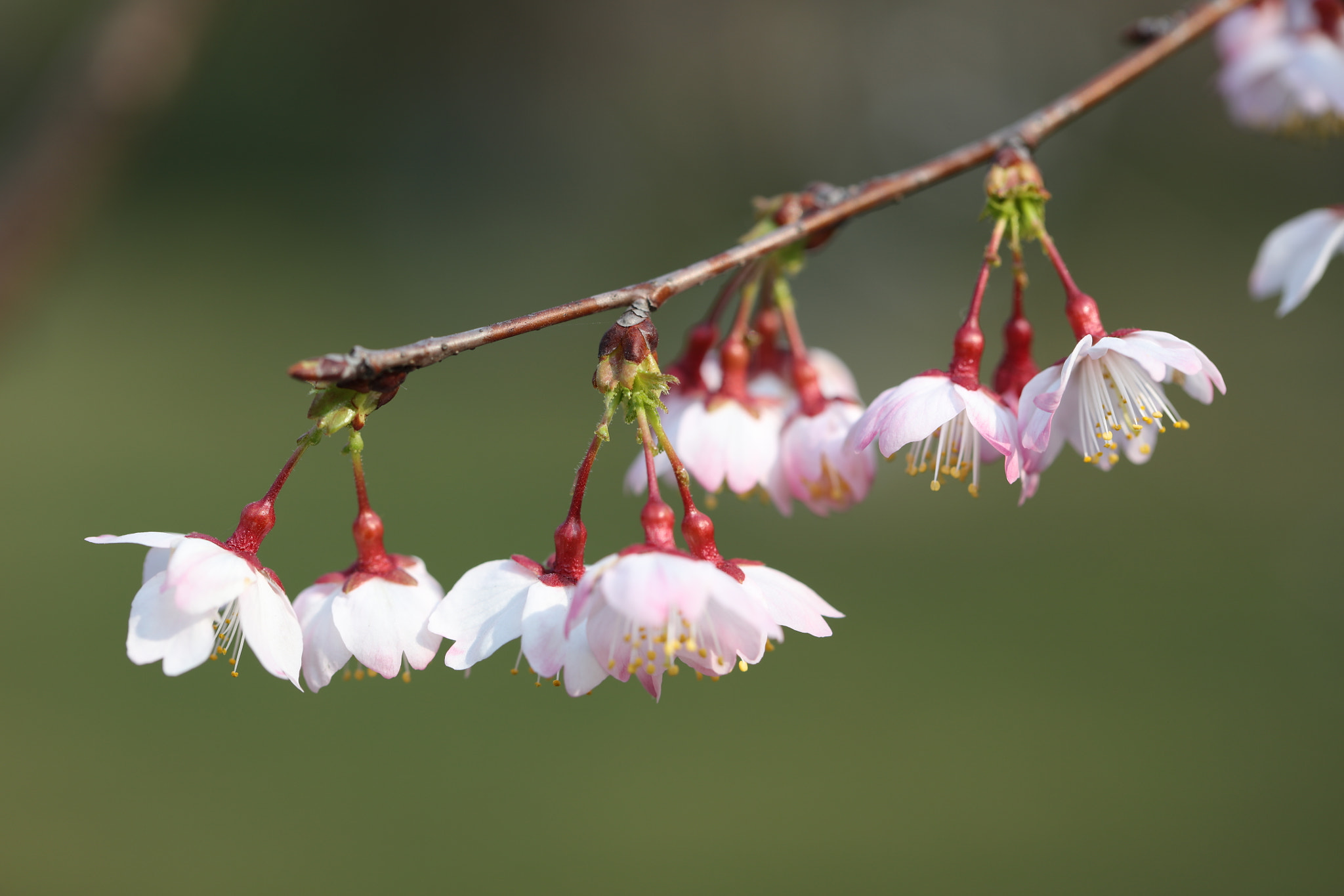 Canon EF 100mm F2.8L Macro IS USM sample photo