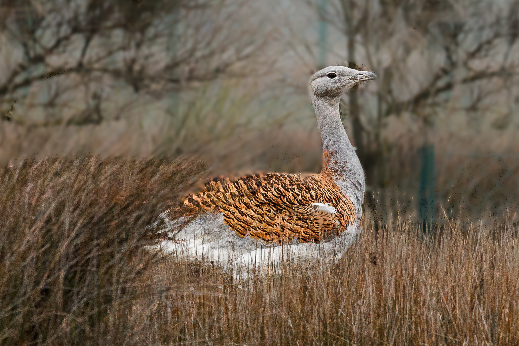 Canon EOS 60D + Canon EF 100-400mm F4.5-5.6L IS USM sample photo. Great bustard photography