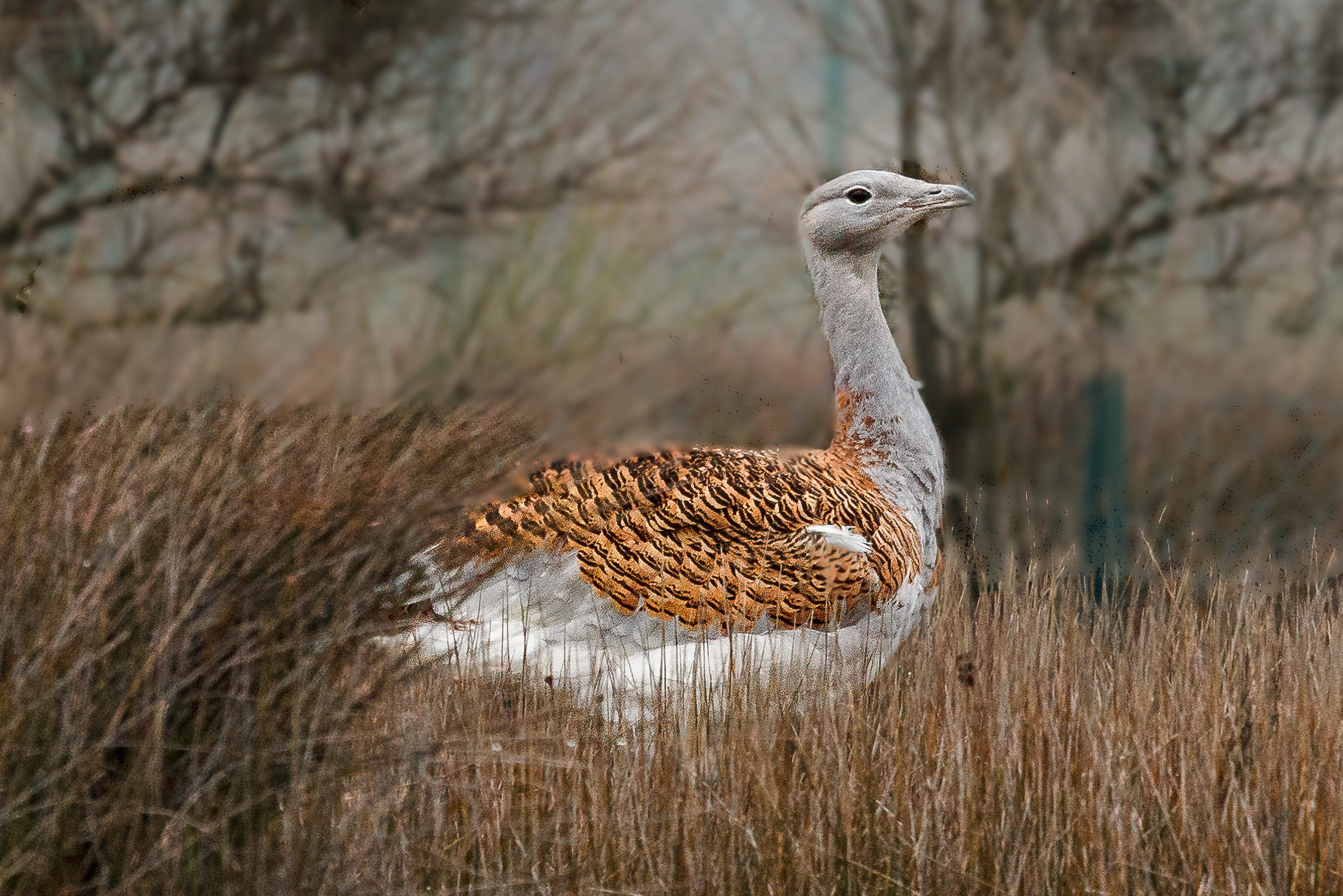 Canon EF 100-400mm F4.5-5.6L IS USM sample photo. Great bustard photography