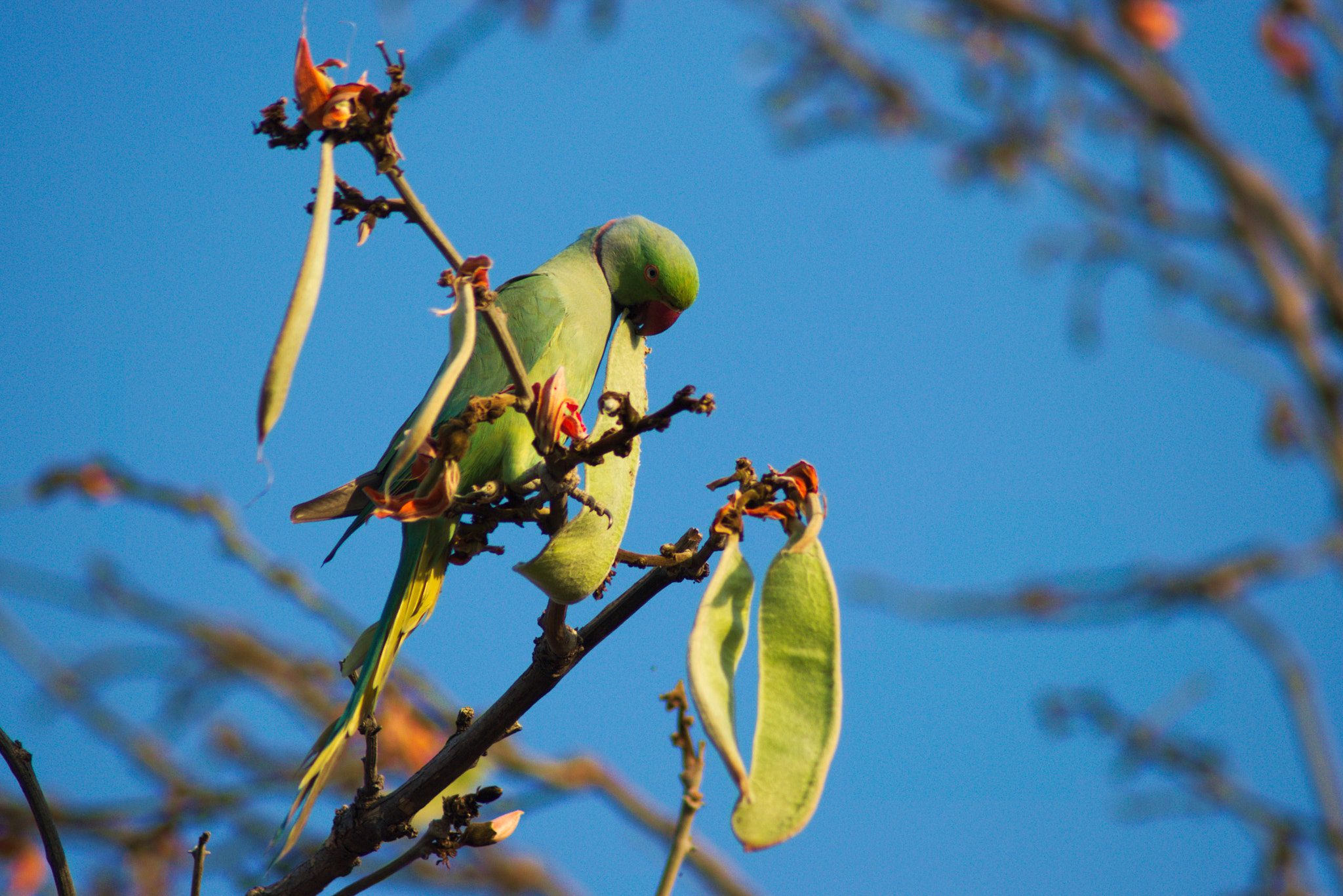 Nikon AF Nikkor 70-300mm F4-5.6G sample photo. Rose ringed parakeet photography
