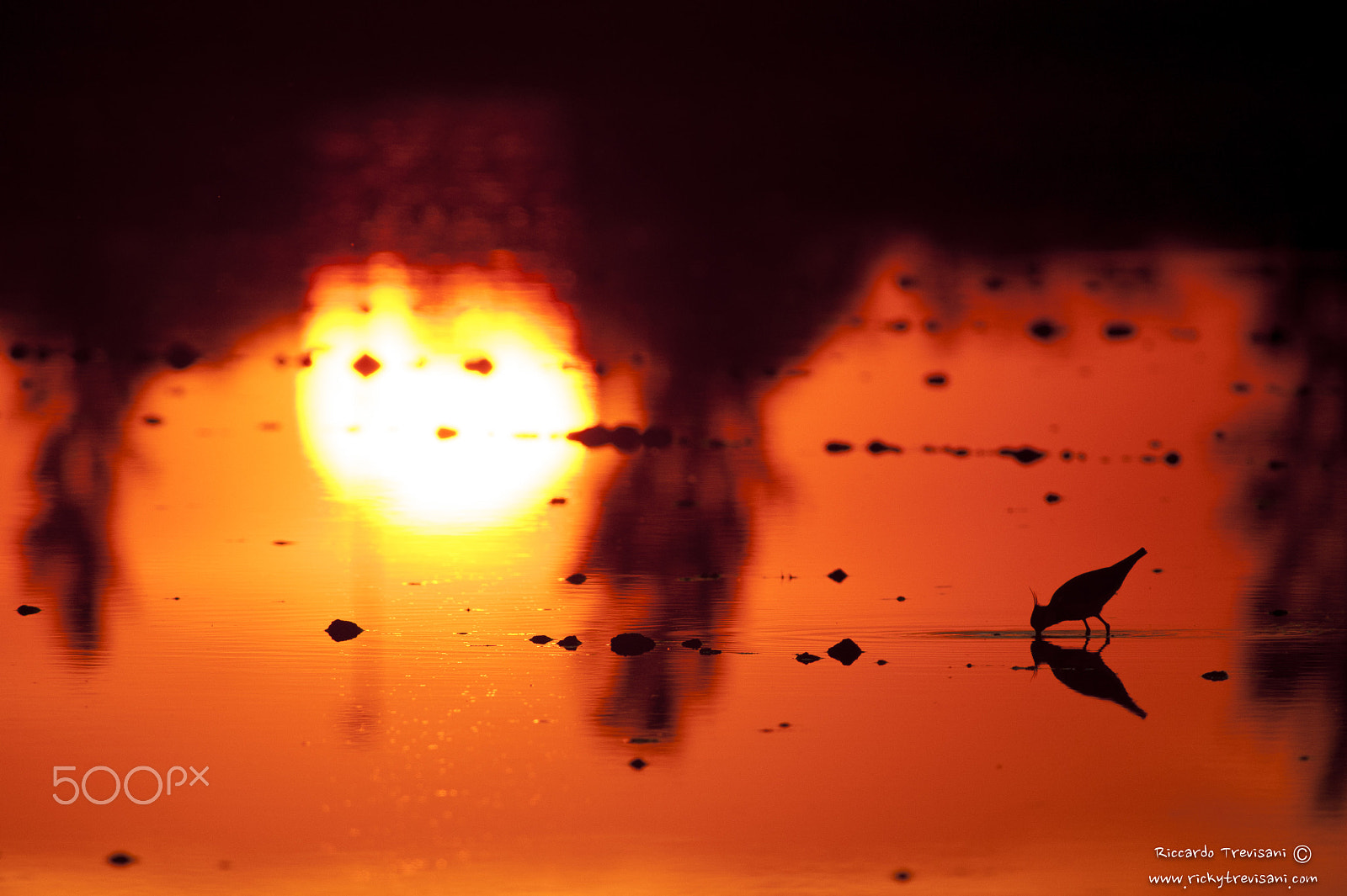 Nikon AF-S Nikkor 300mm F2.8G ED VR II sample photo. Lapwings in the sunset photography