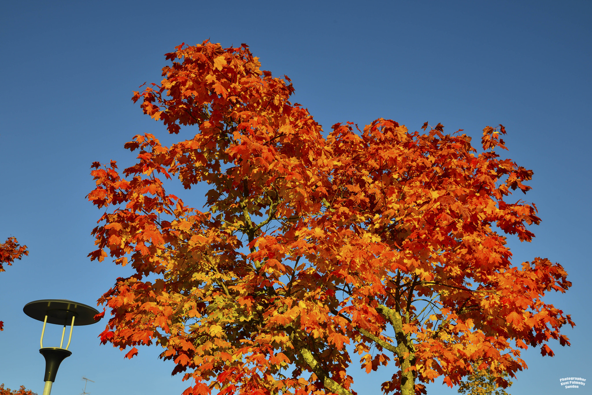 Tamron SP 24-70mm F2.8 Di VC USD sample photo. Autumn in sweden photography