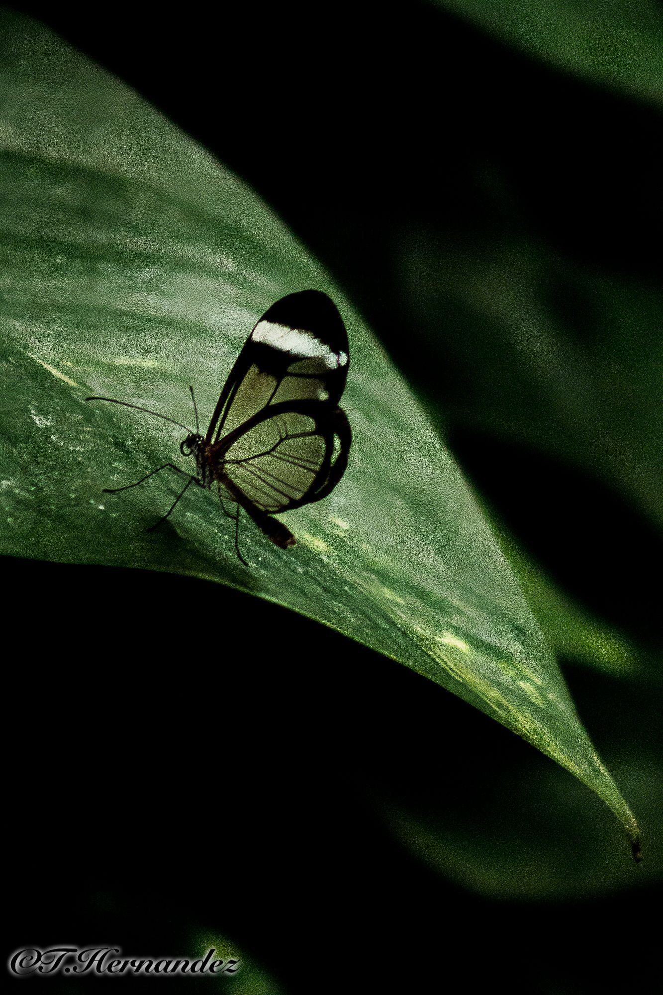 Canon EF 75-300mm f/4-5.6 USM sample photo. See through photography