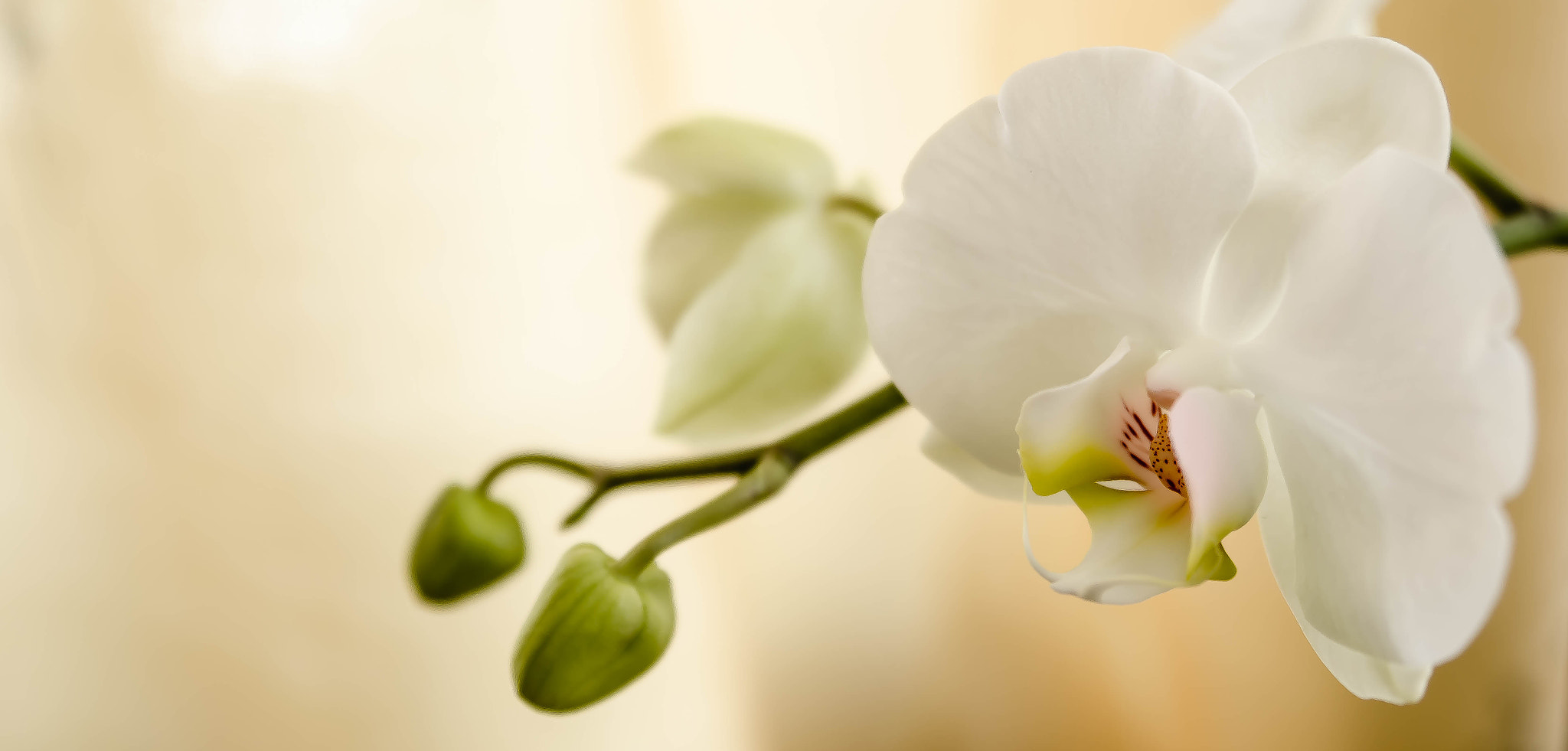 Nikon AF Nikkor 24-85mm F2.8-4D IF sample photo. White phalaenopsis photography