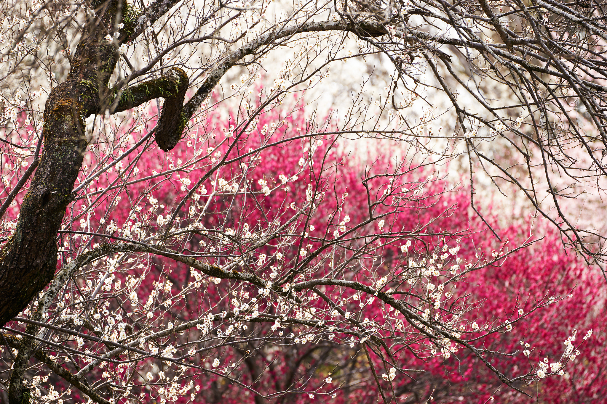 Sony a7 II + Sony 70-400mm F4-5.6 G SSM II sample photo. White on red photography