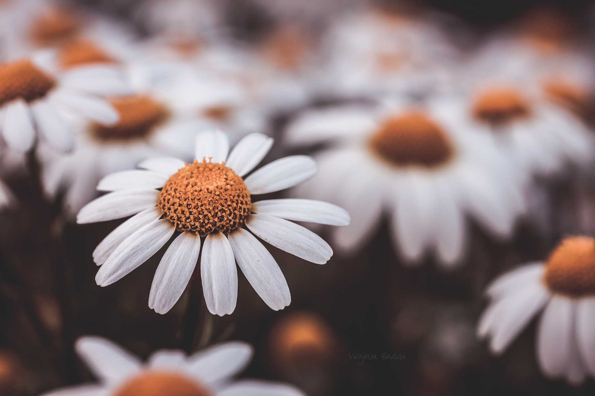 Canon EF-S 60mm F2.8 Macro USM sample photo. *** photography