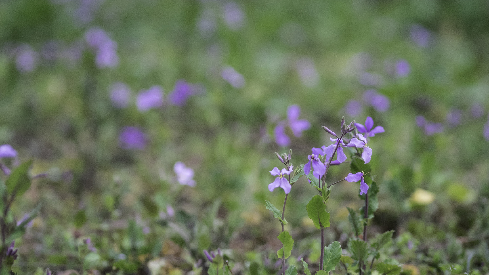 Olympus OM-D E-M1 sample photo. Little touched | 晓春 photography