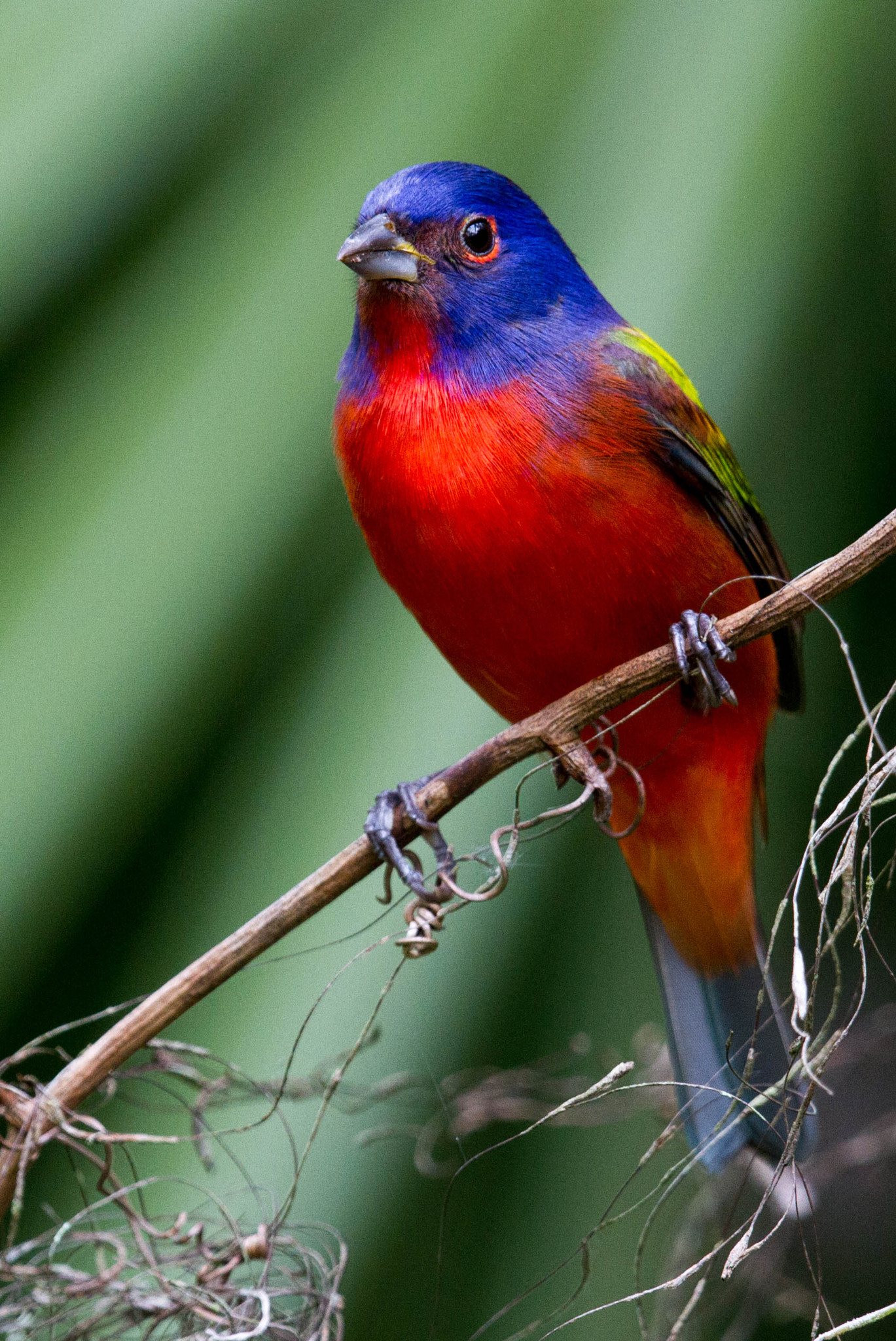 Canon EF 500mm F4L IS II USM sample photo. Painted bunting photography