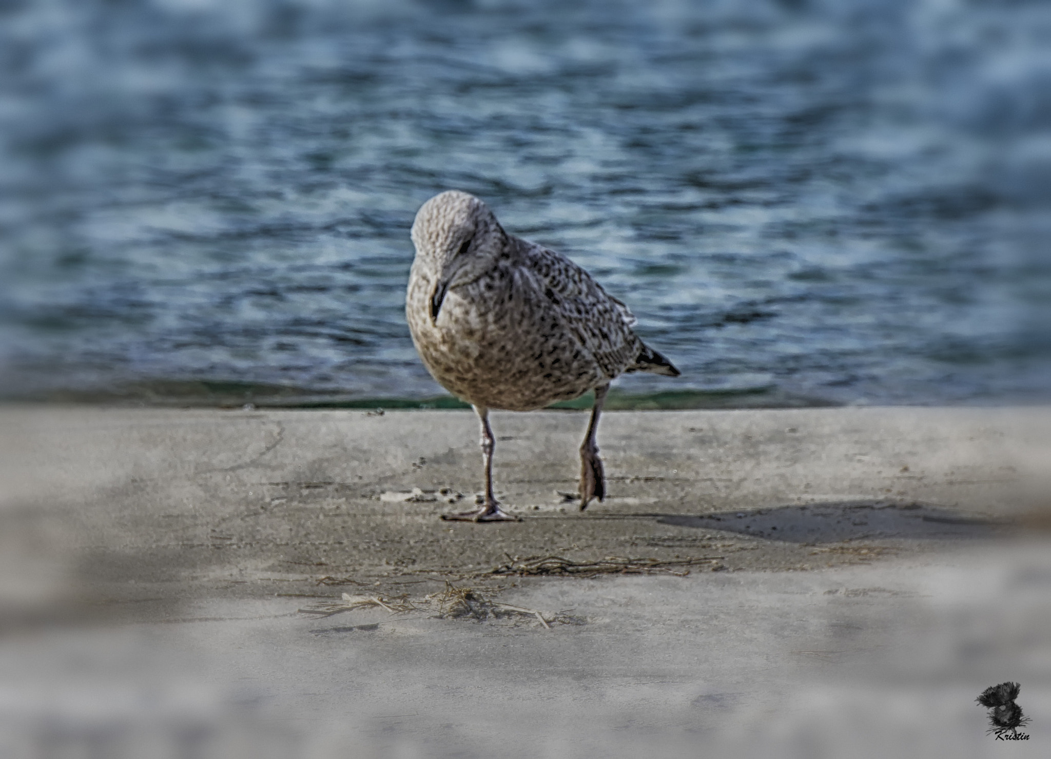 Sony Alpha NEX-3 + Sony E 55-210mm F4.5-6.3 OSS sample photo. Deep in thought photography