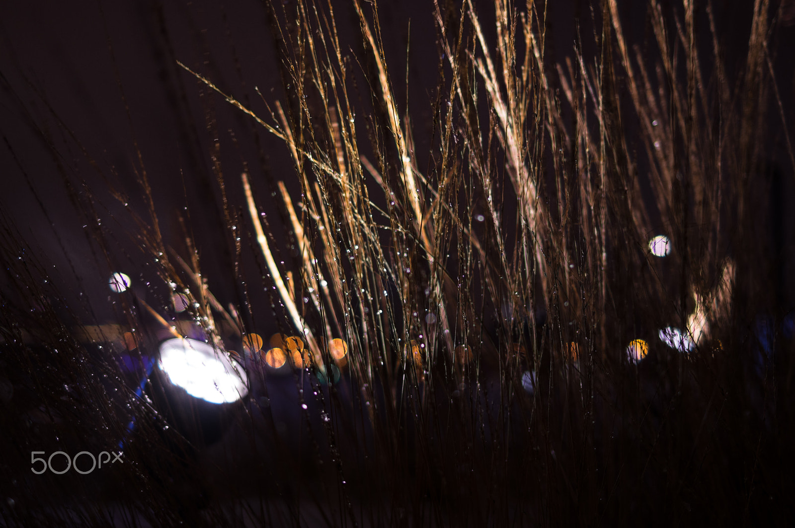 Pentax smc FA 31mm F1.8 AL Limited sample photo. Light through the limbs photography