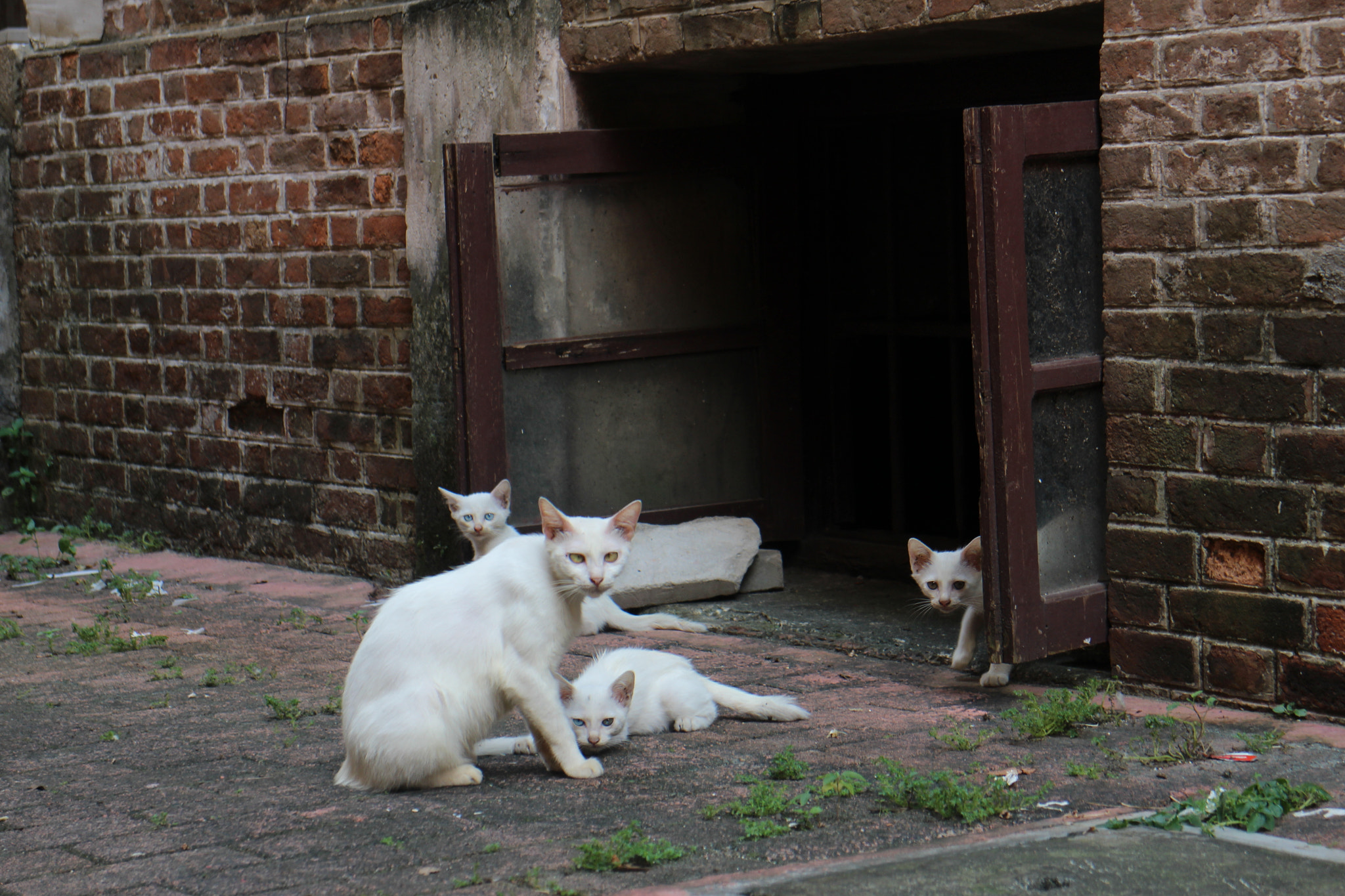Canon EOS M2 sample photo. Img photography