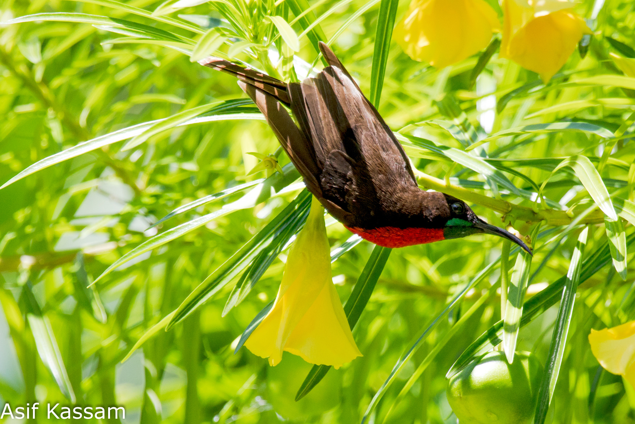 Canon EOS 5D Mark IV + Canon EF 100-400mm F4.5-5.6L IS USM sample photo. Scarlet-chested sunbird (chalcomitra senegalensis) photography